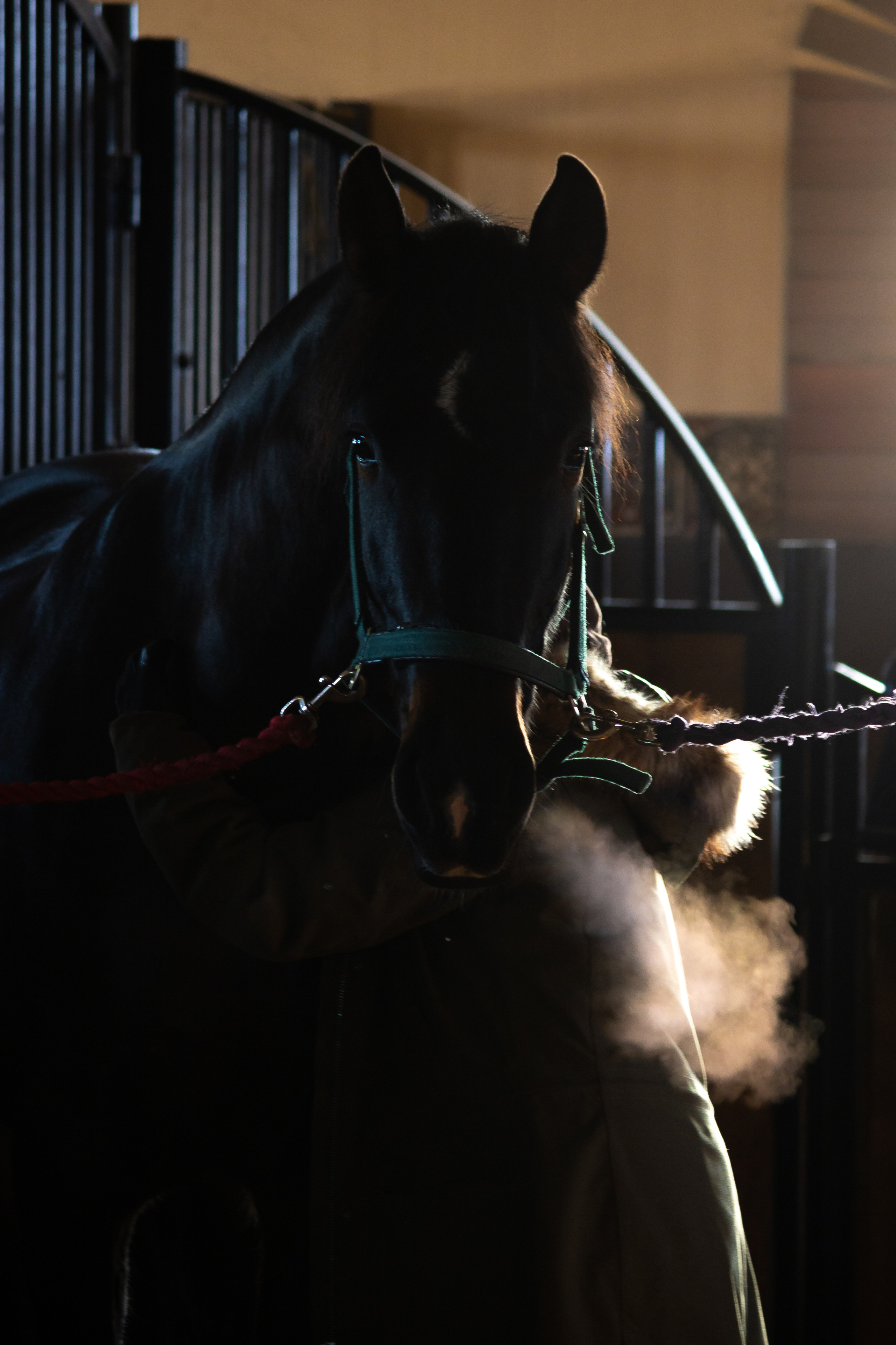 Дарья, Горди, Арамис. Ася Пчелинцева, фотограф в СПб и ЛО