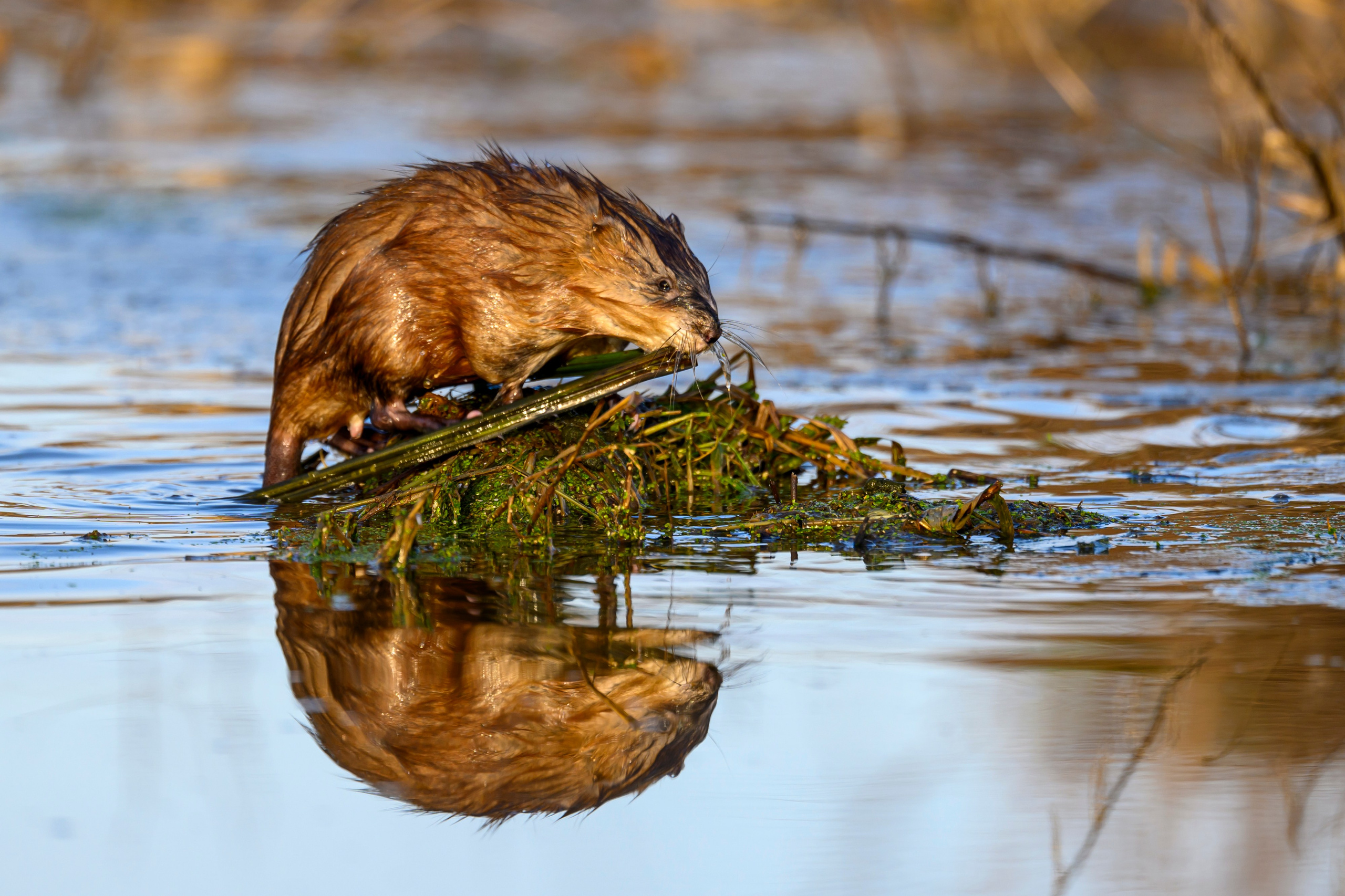 Журавли и ондатра. Wildlife photography by Sergey Puponin