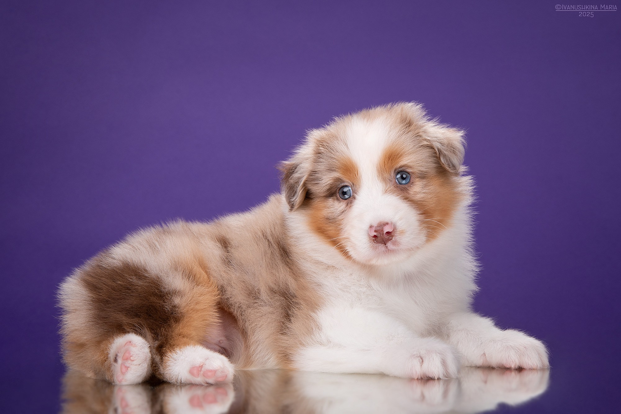 мраморный щенок аусси