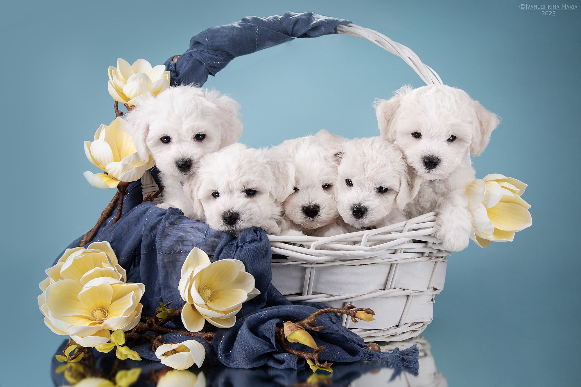 Фотосессия щенков на фонах. Фотограф собак в Москве и Московской области Иванушкина Мария