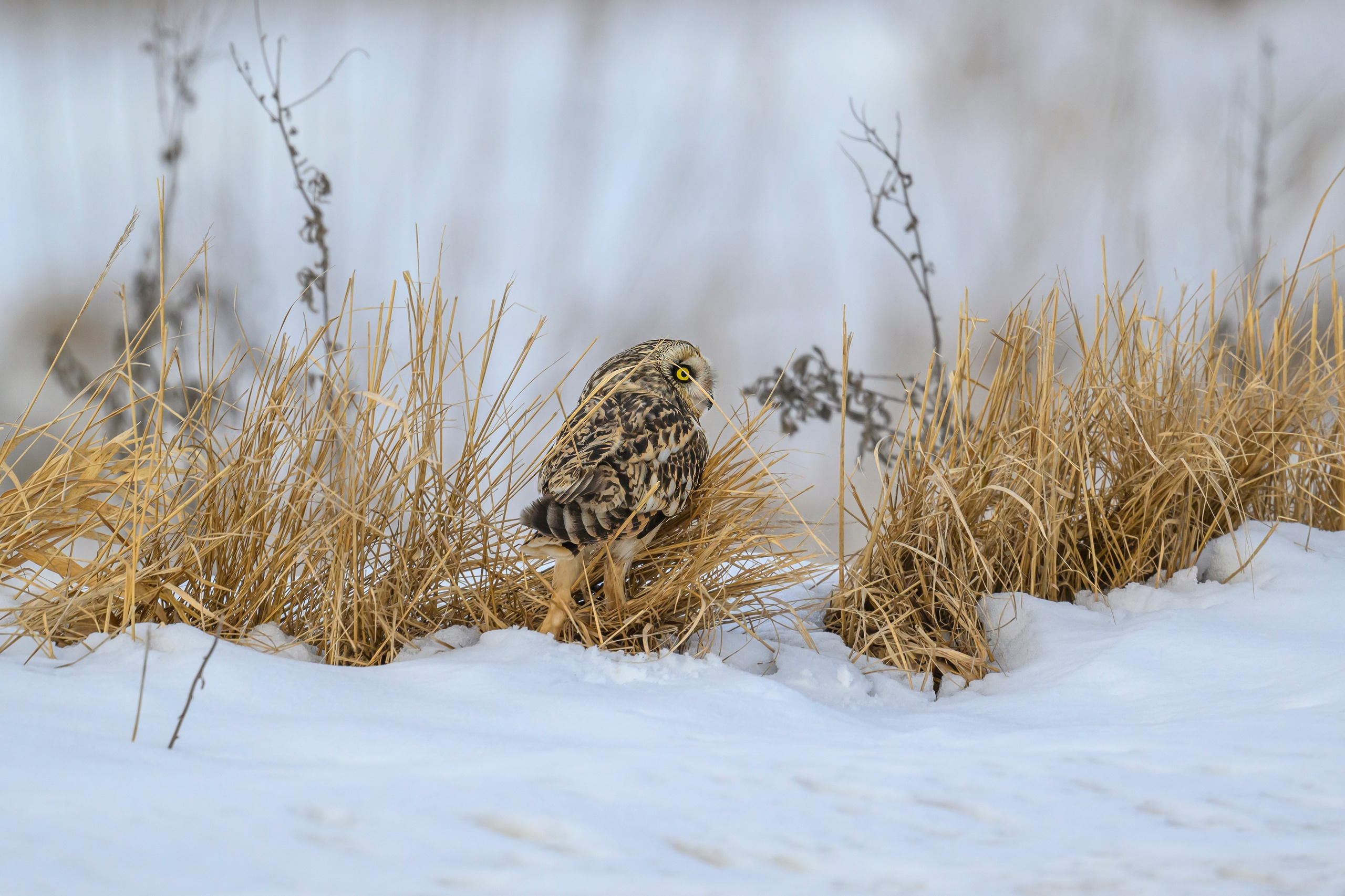 Сова, журавли и свадьба чибисов. Wildlife photography by Sergey Puponin
