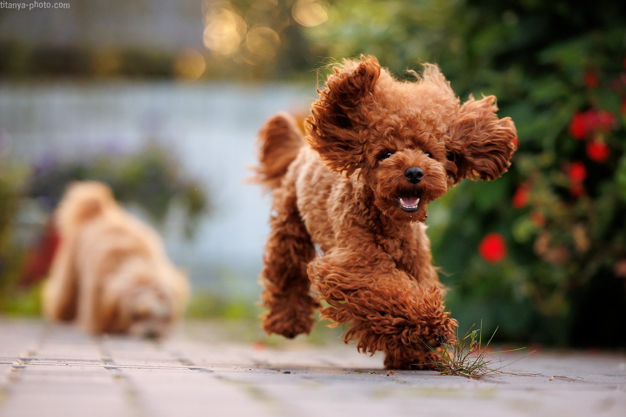 Фотограф собак, фотограф-анималист Аня Титова (Titanya). Москва