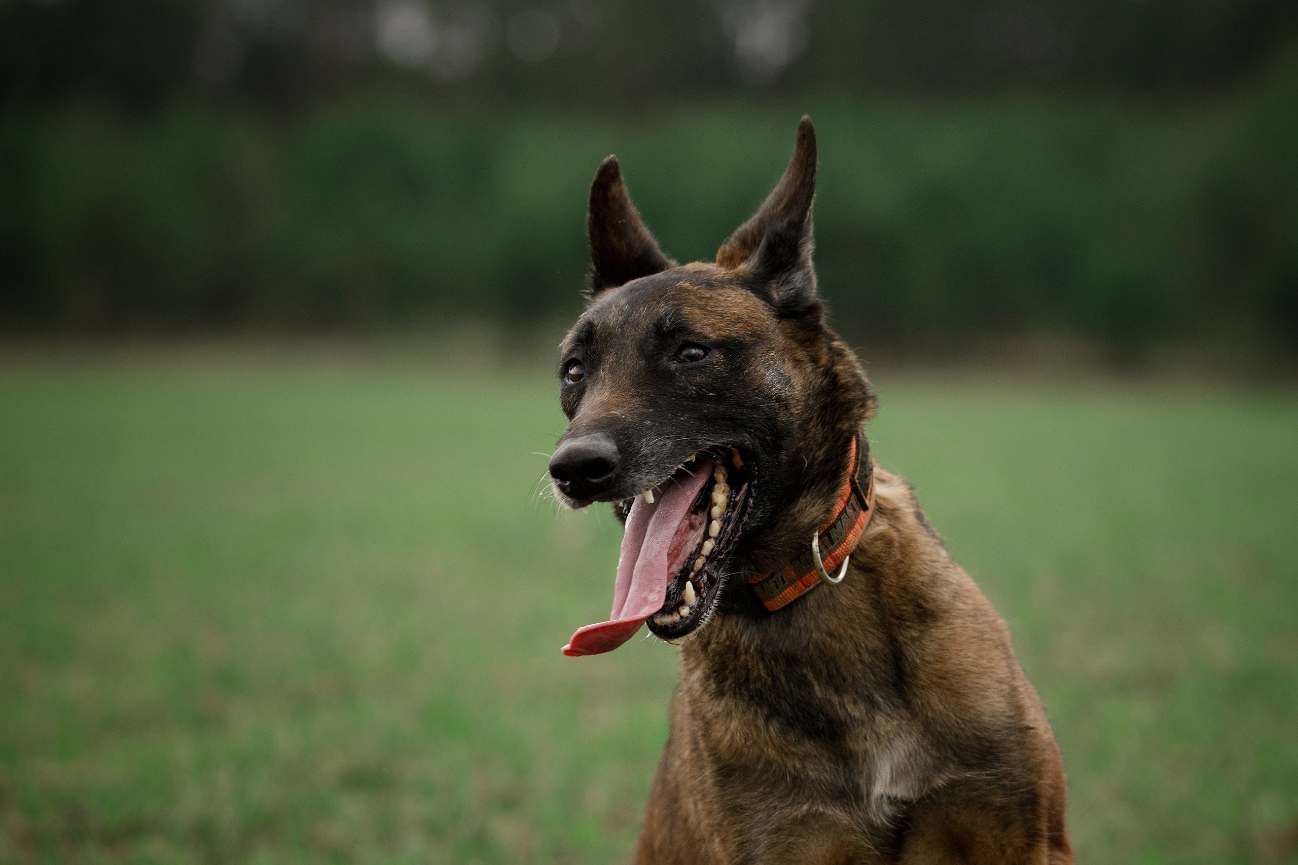 Рапира, Гудди и Вельвет. Фотограф-анималист в Калуге Мария Шерскова