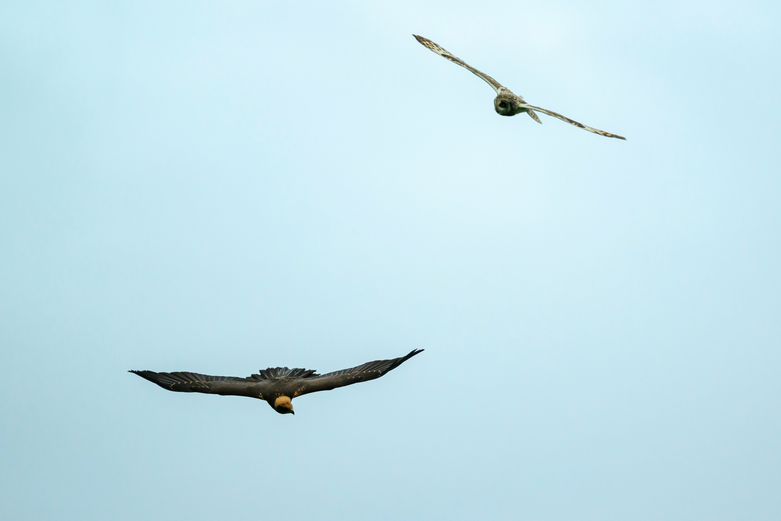 Сова и лунь. The Owl and the Harrier. Wildlife photography by Sergey Puponin