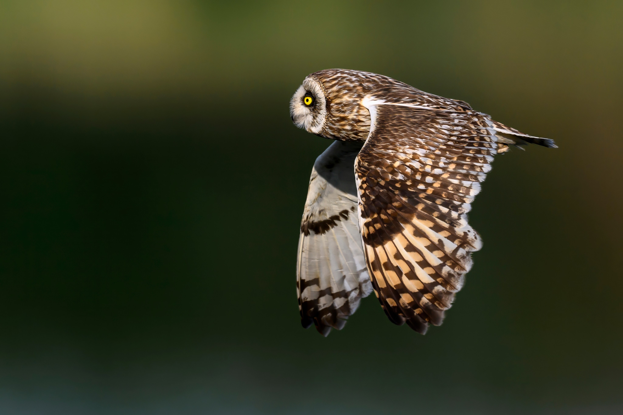 Слеток болотной совы. Wildlife photography by Sergey Puponin