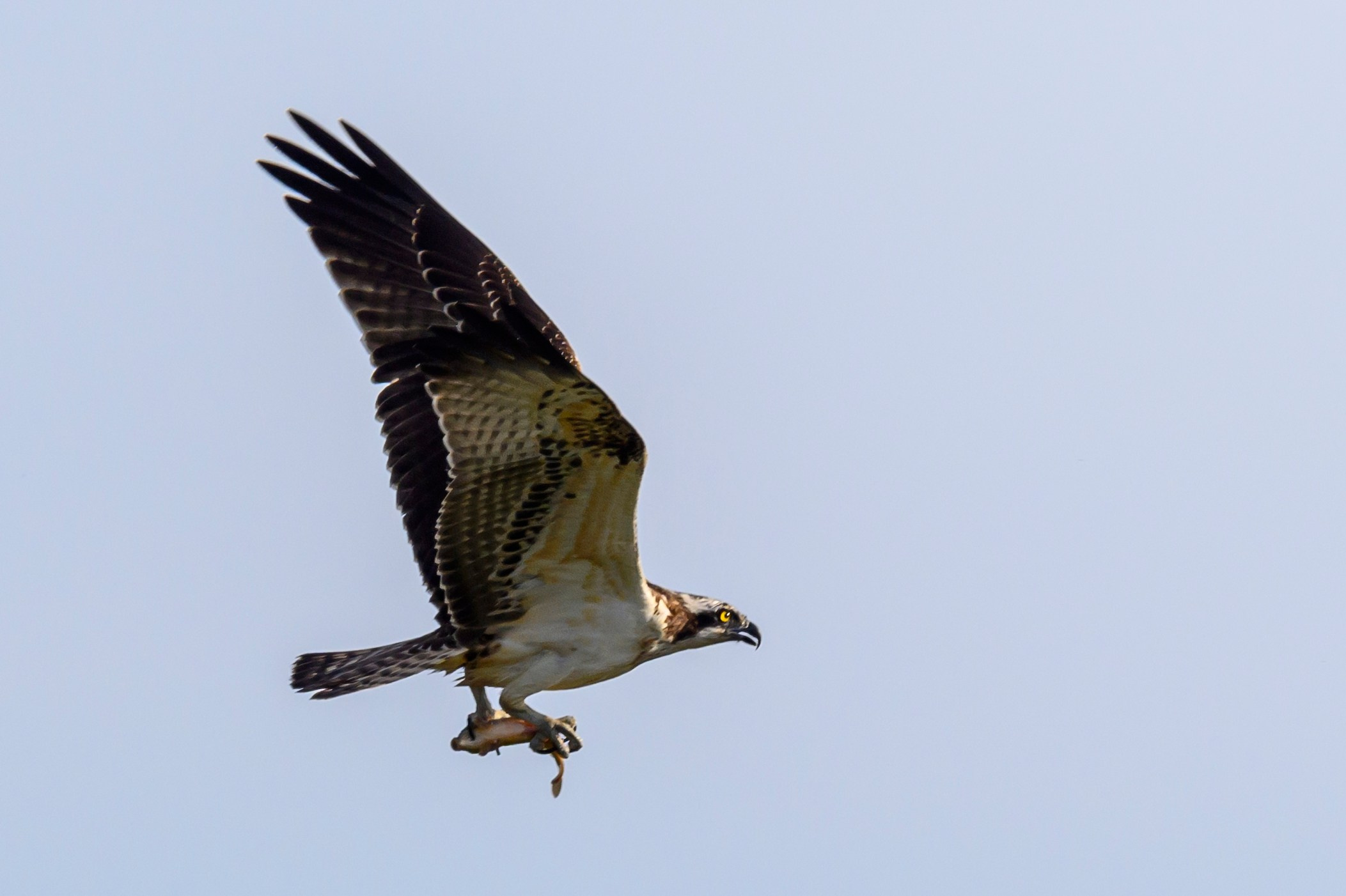 Скопа и канюк. The Osprey and the Buzzard. Фотограф Сергей Пупонин