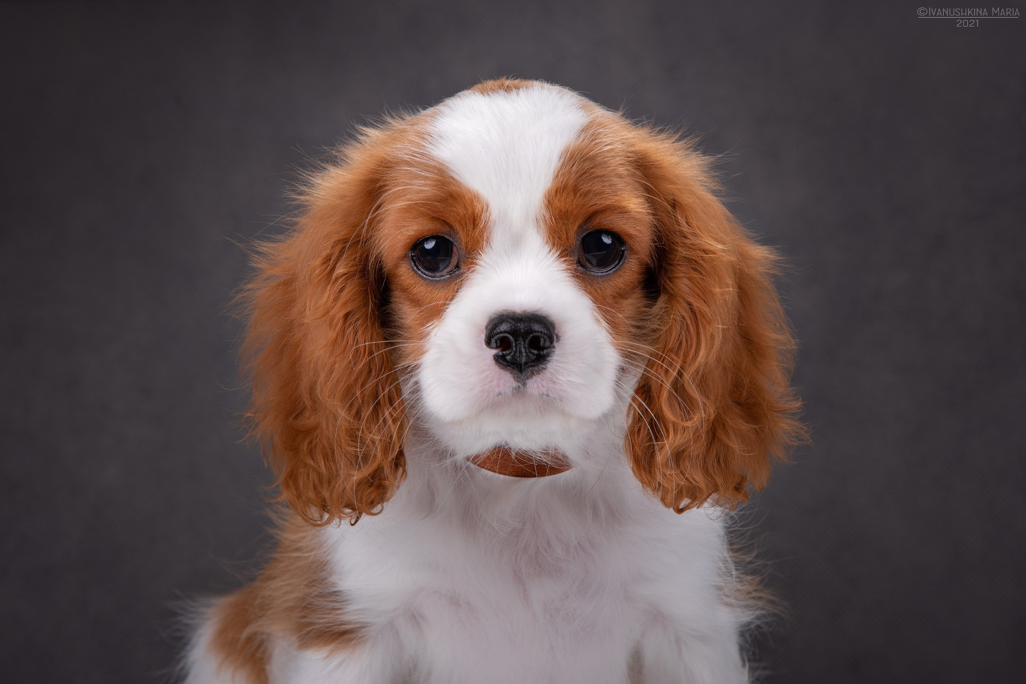 Фотосессия щенков на фонах. Фотограф собак в Москве и Московской области Иванушкина Мария