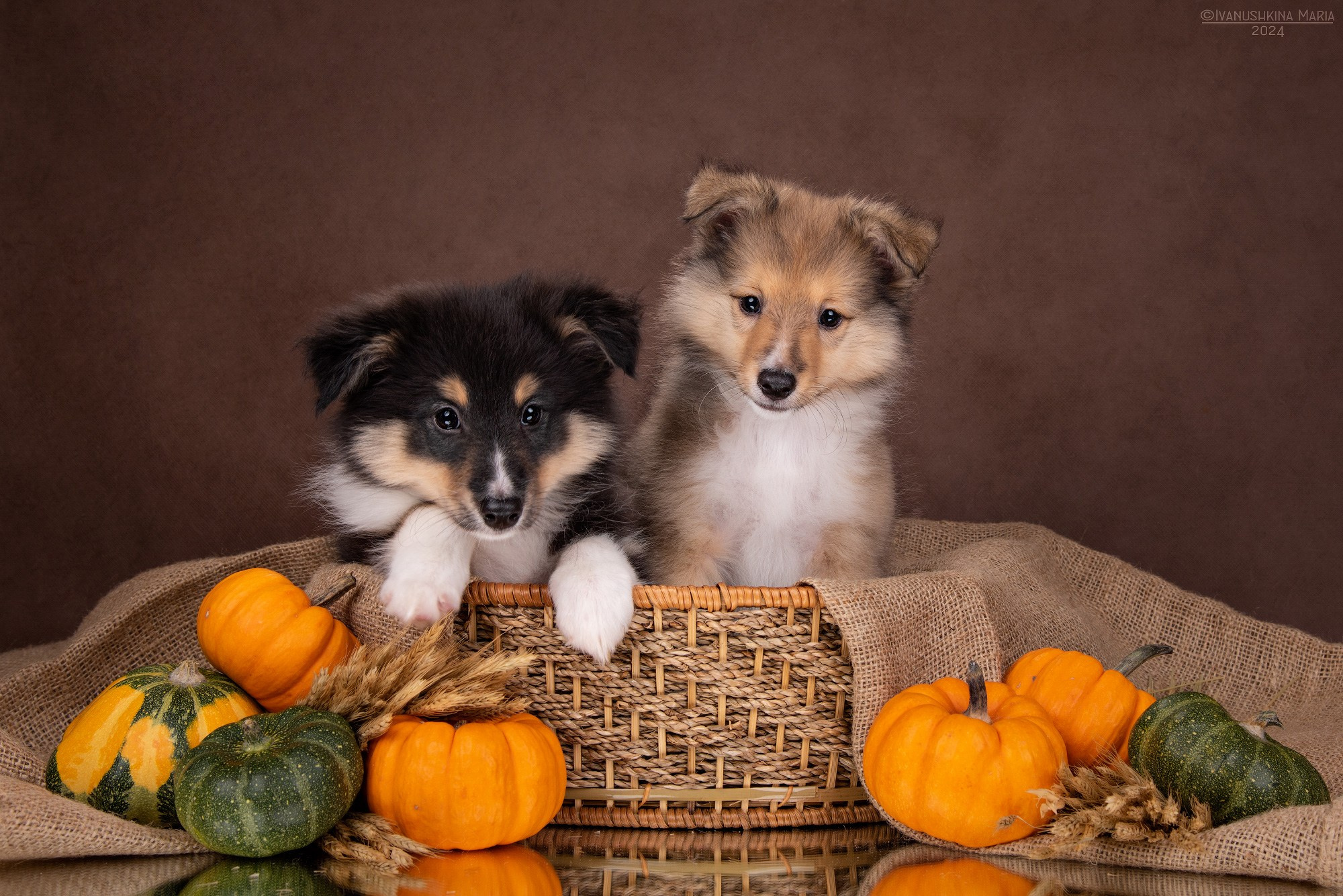 Фотосессия щенков на фонах. Фотограф собак в Москве и Московской области Иванушкина Мария