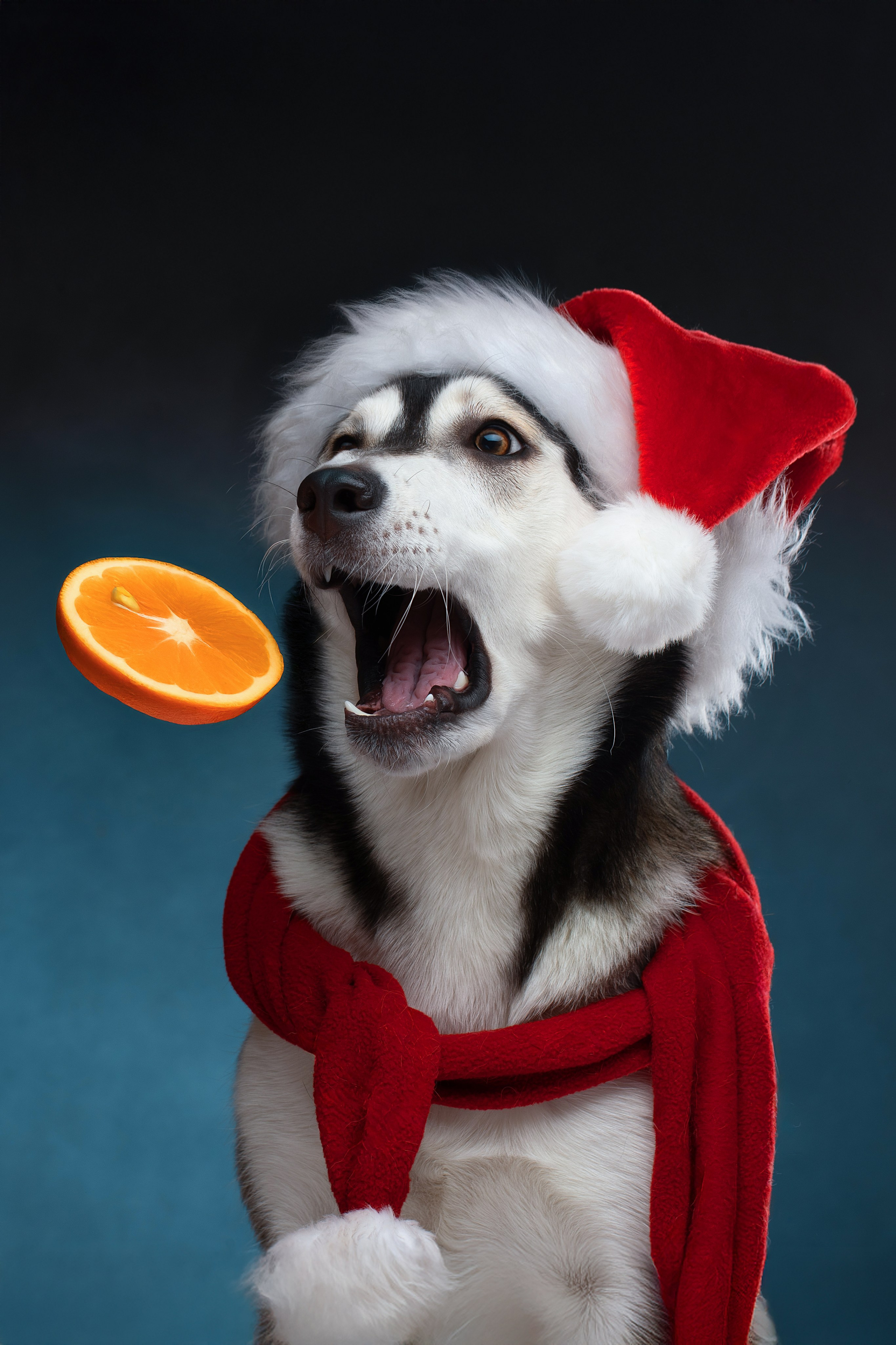 Фотограф анималист в Санкт-Петербурге Светлана Писарева