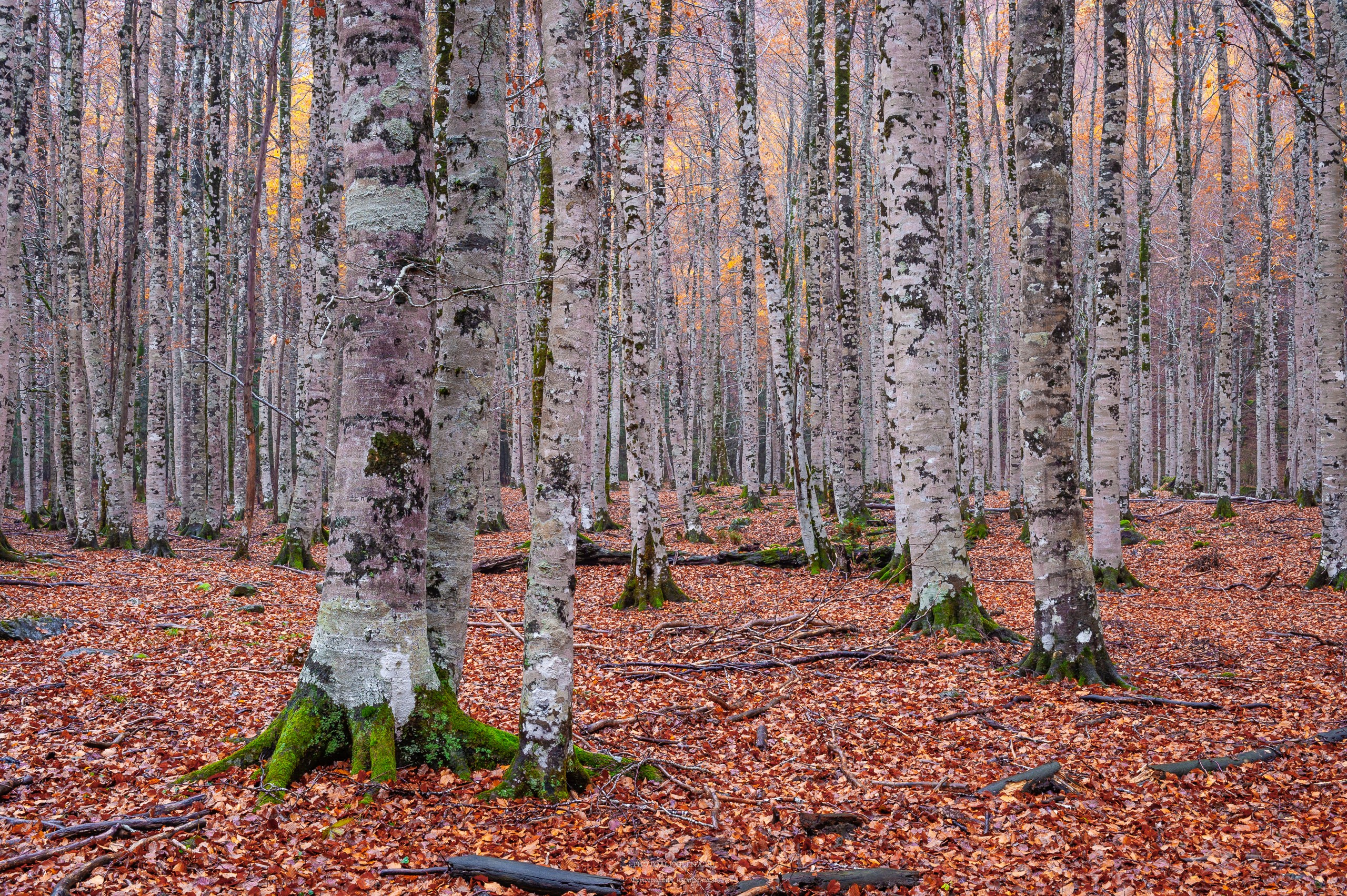 Что такое осень?. Авторские стильные фотокартины