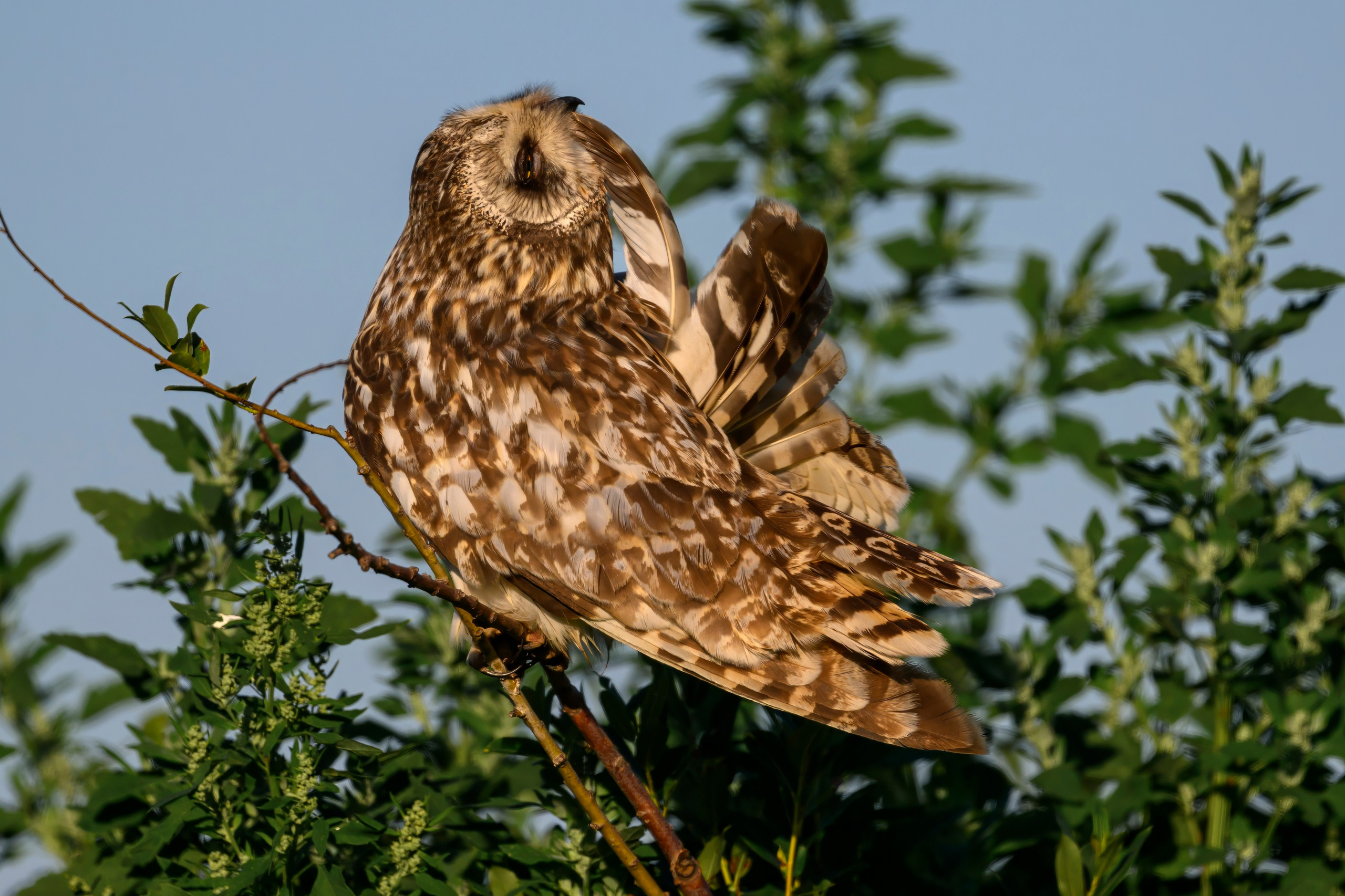 Утренний моцион совы. Owl's morning routine. Wildlife photography by Sergey Puponin