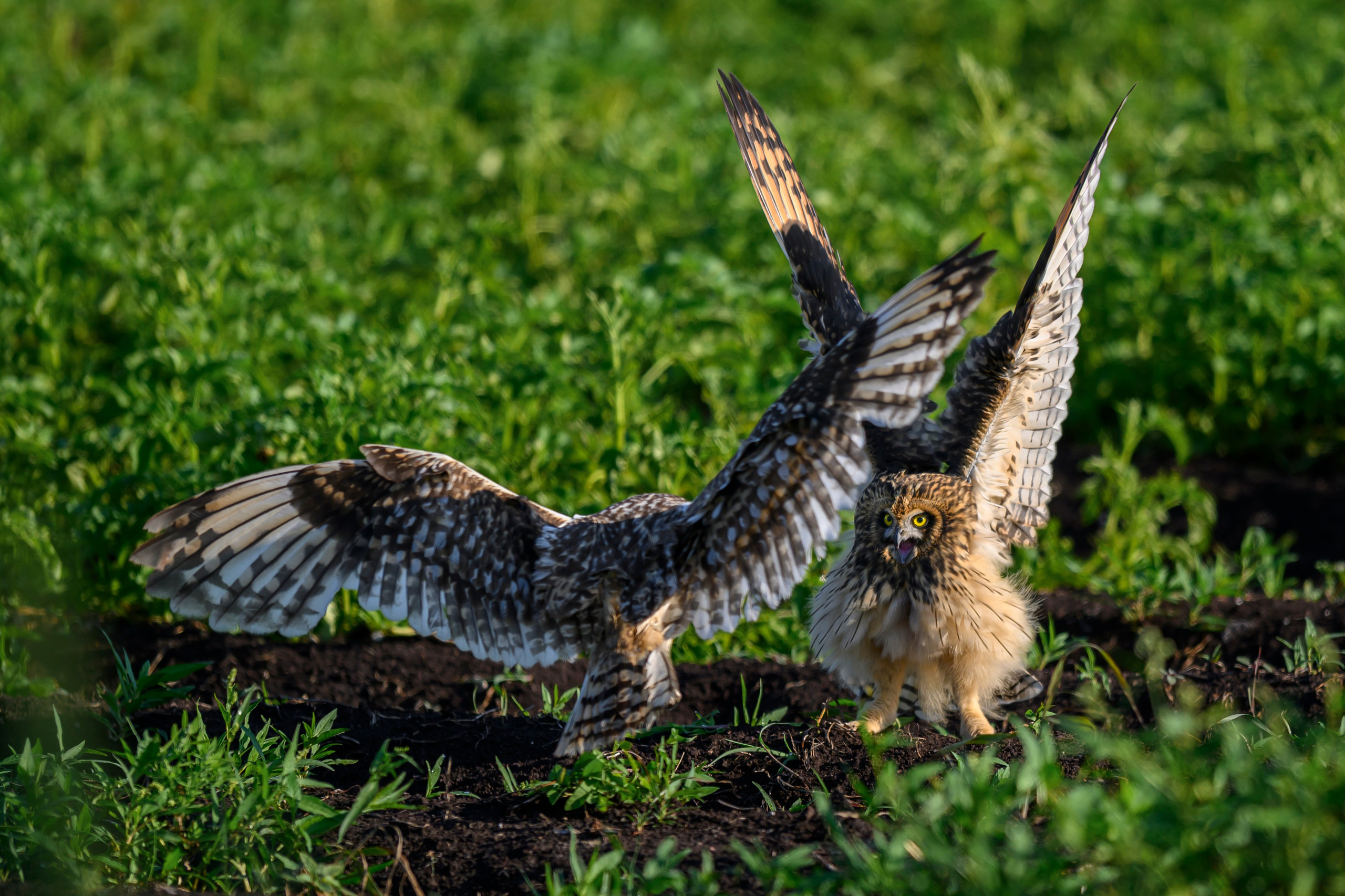 Совята завтракают. The owlets are having breakfast. Wildlife photography by Sergey Puponin