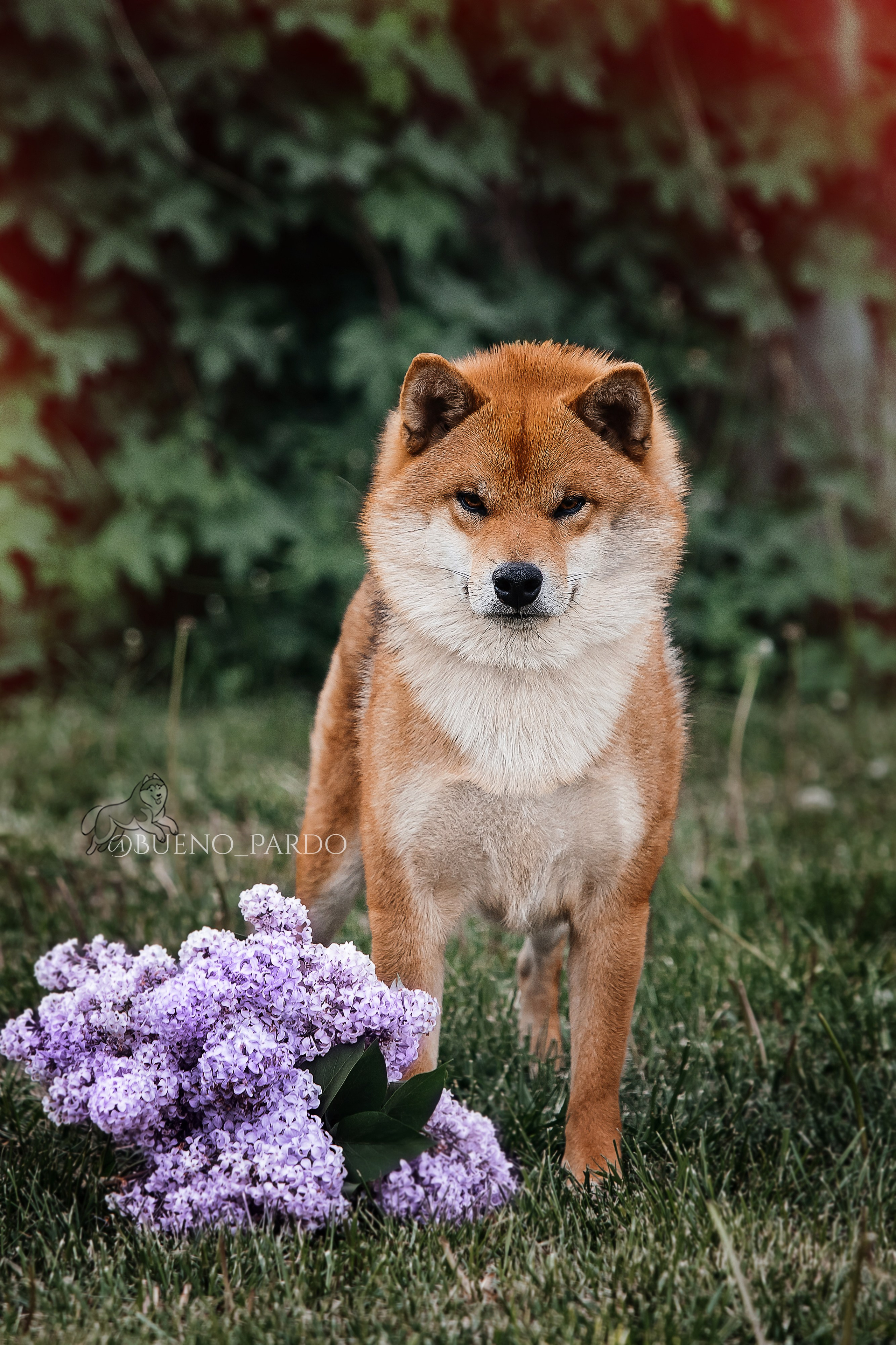 Kawaii Kuma питомник собак пород Корги пемброк, Акита ину, Сиба