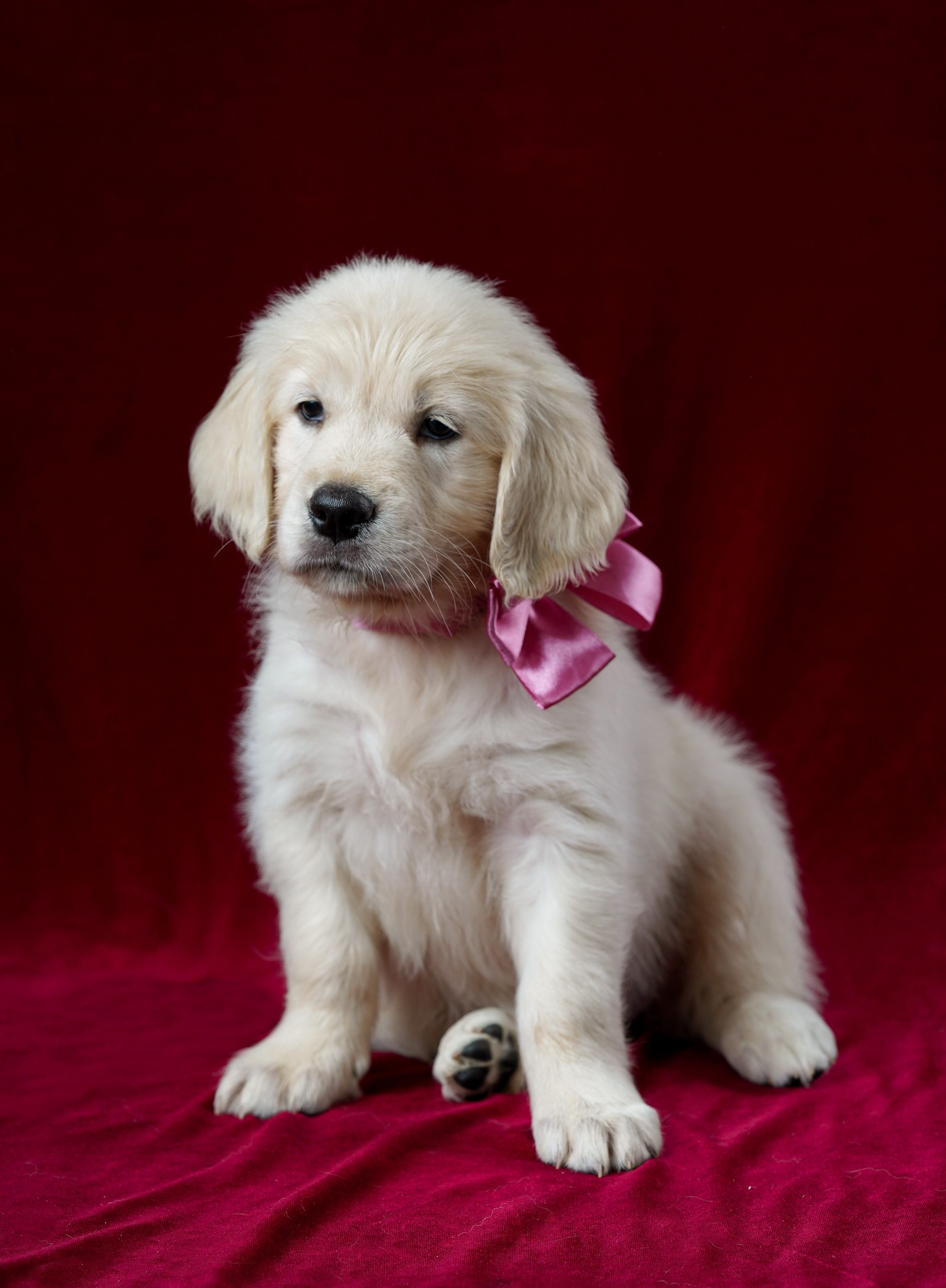 СЪЕМКА СОБАК. Спортивный фотограф Нижний Новгород