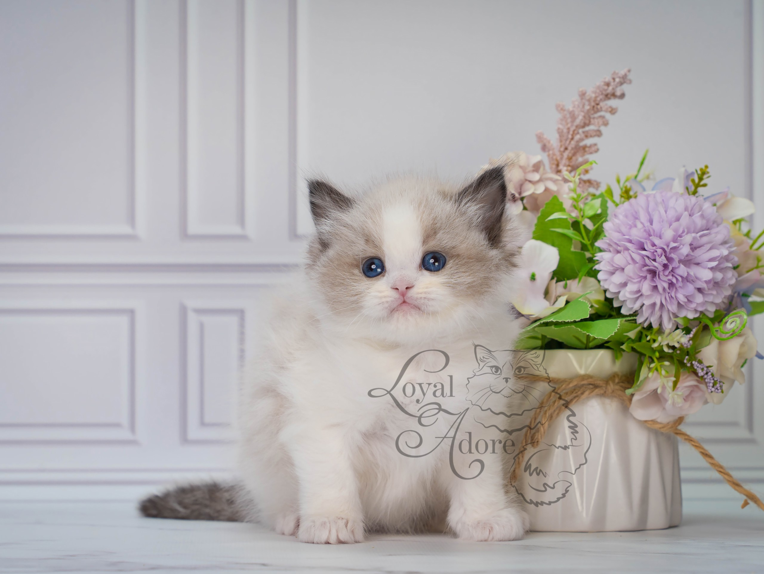 Котята рэгдолл от Loyal Adore. Питомник рэгдолл Loyal Adore