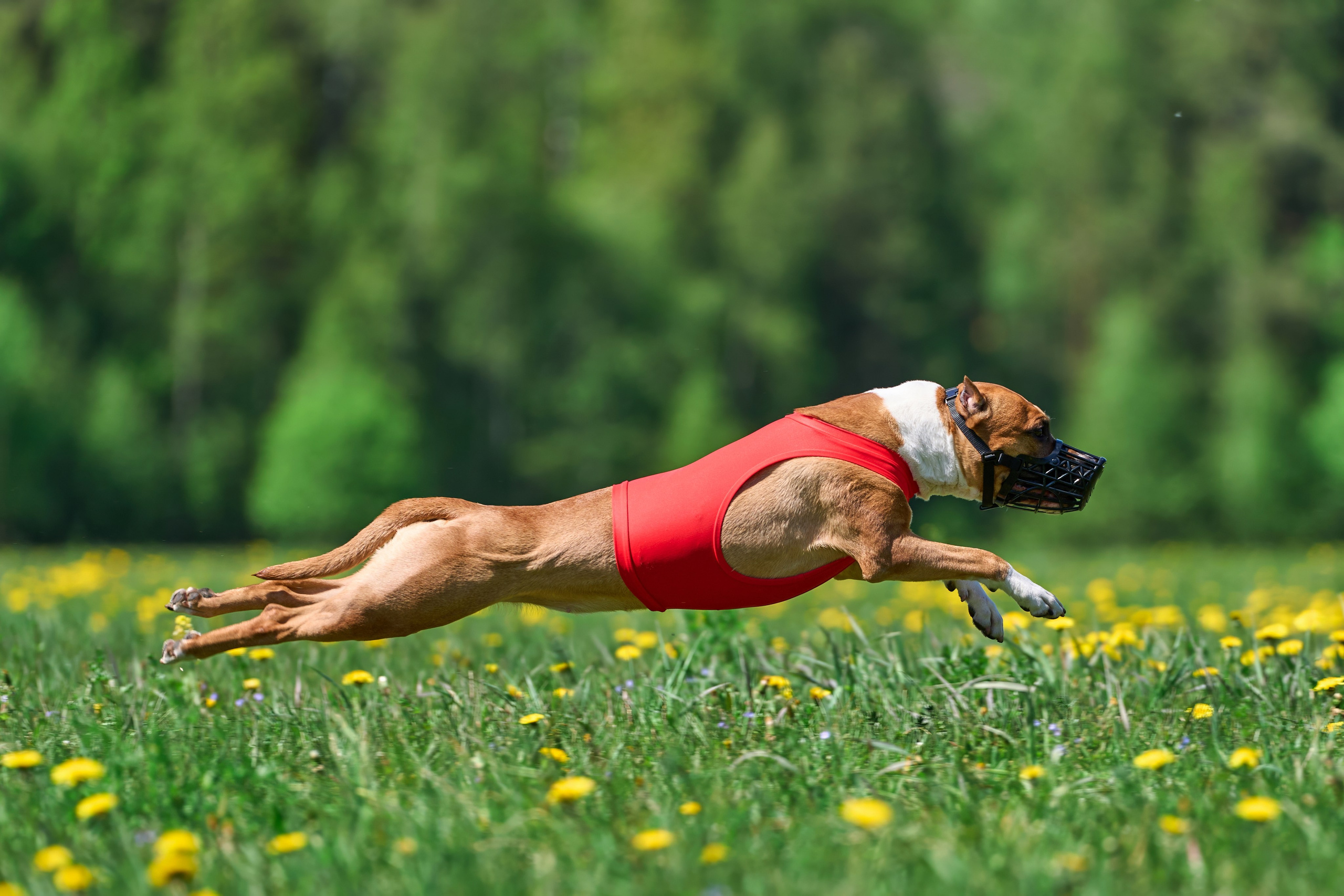 Квалификация по курсингу Донино. Фотограф-анималист Михаил Манухин
