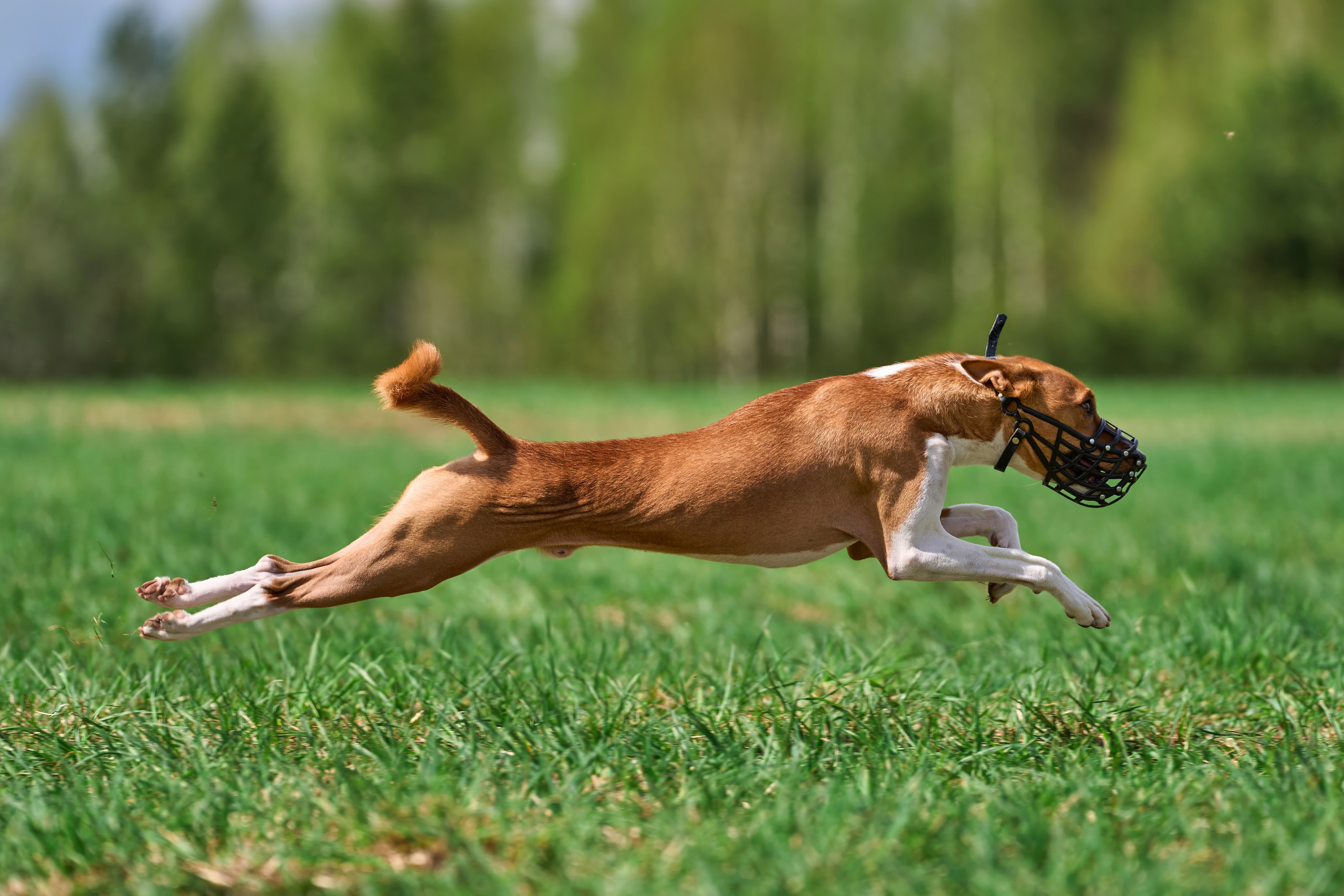 Тренировка по курсингу «на Ярославке». Фотограф-анималист Михаил Манухин