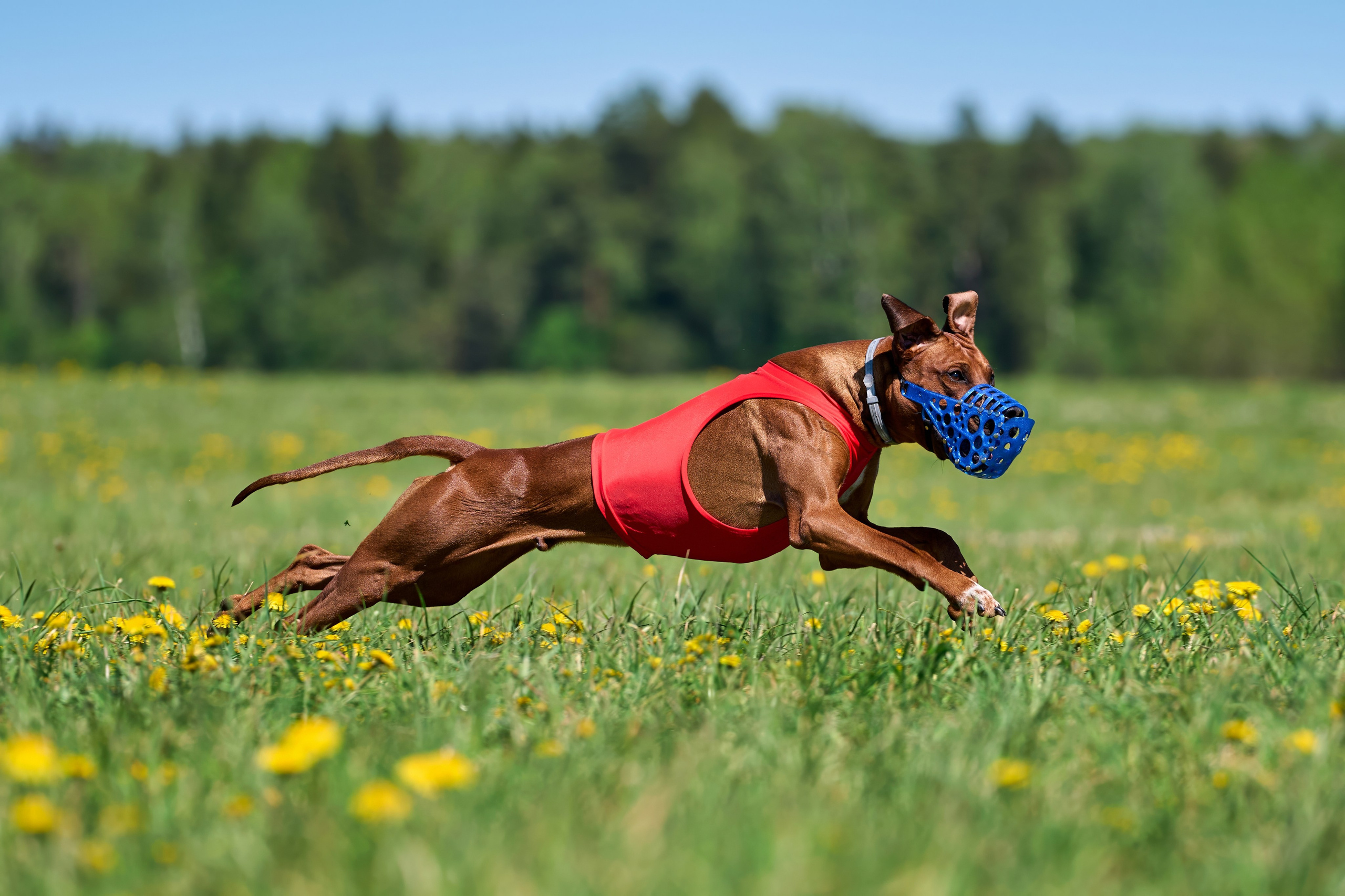 Тренировка по курсингу «на Ярославке». Фотограф-анималист Михаил Манухин