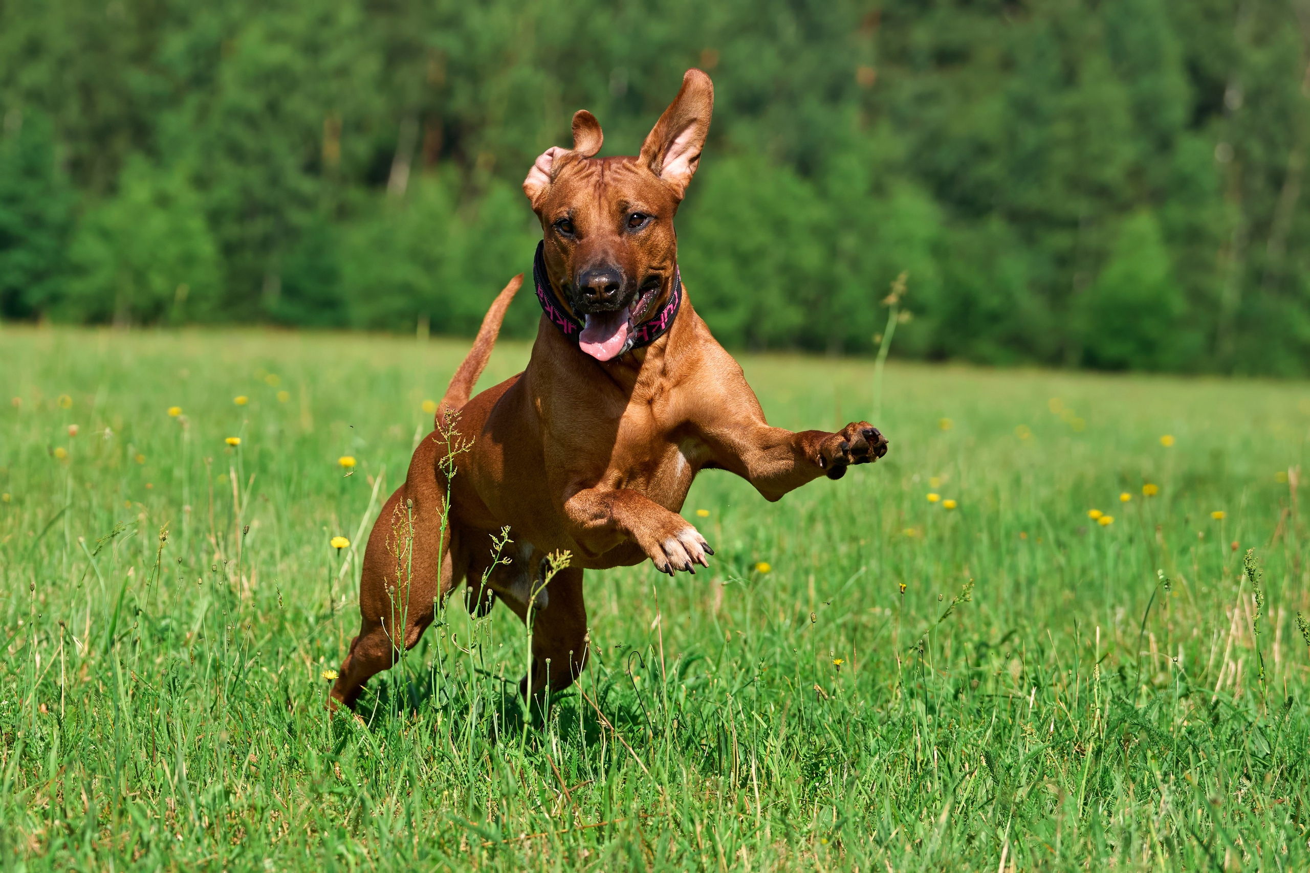 Тренировка по курсингу Донино. Фотограф-анималист Михаил Манухин