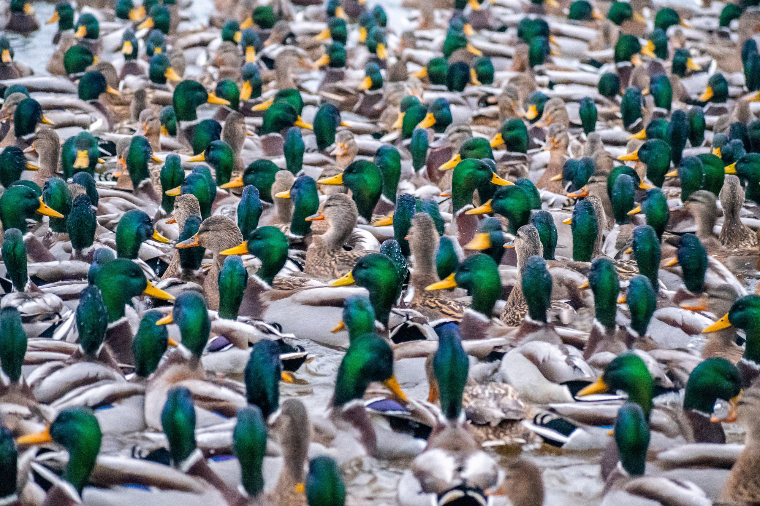 Фотограф Минск