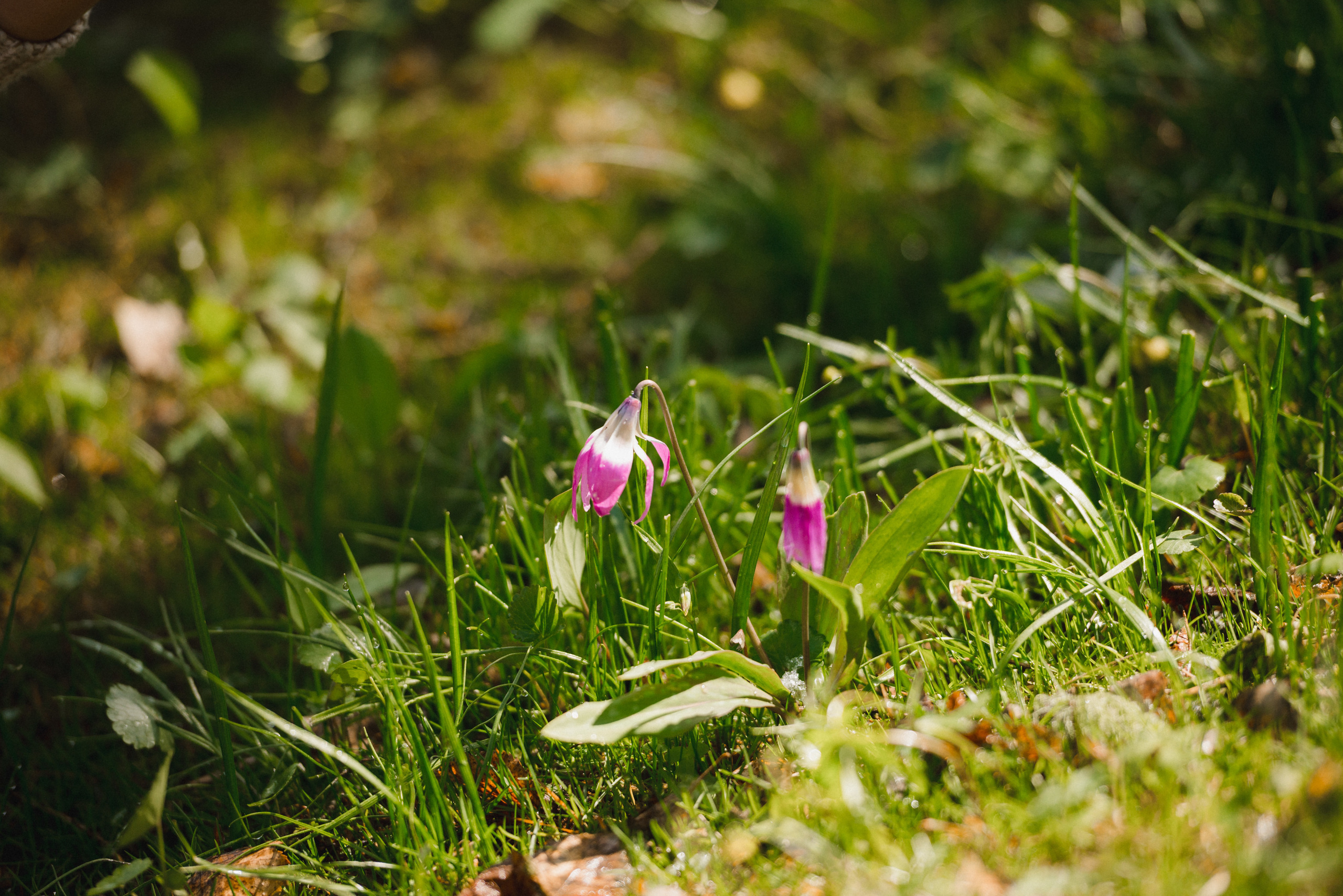 Лав строи в горах. Сергей Богомолов. Свадебный и семейный фотограф
