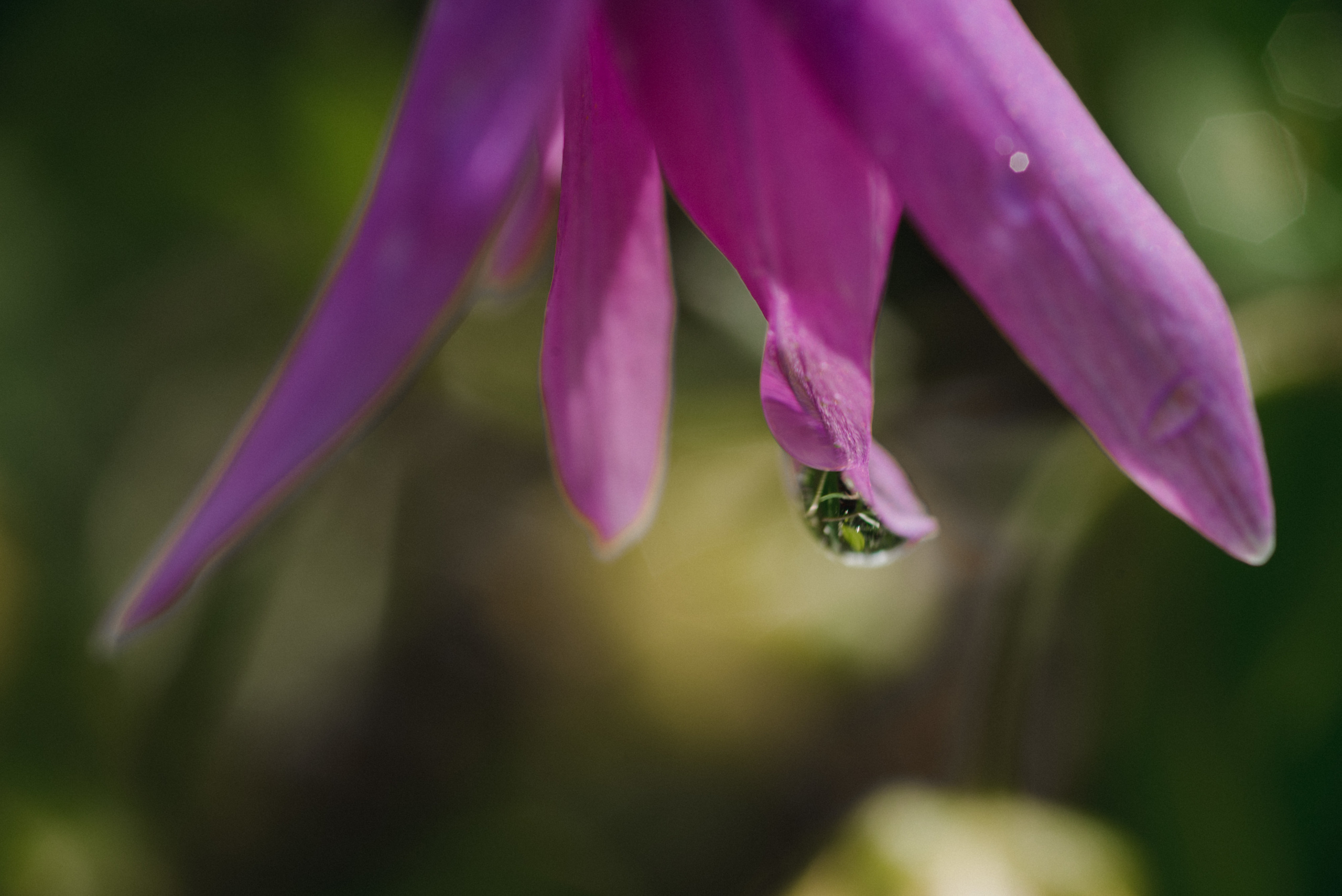 Лав строи в горах. Сергей Богомолов. Свадебный и семейный фотограф