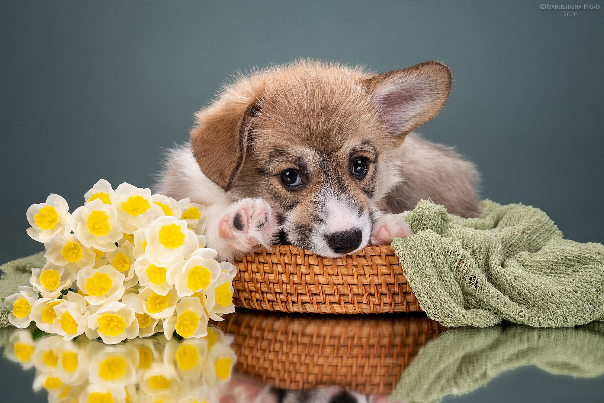 Фотосессия щенков на фонах. Фотограф собак в Москве и Московской области Иванушкина Мария