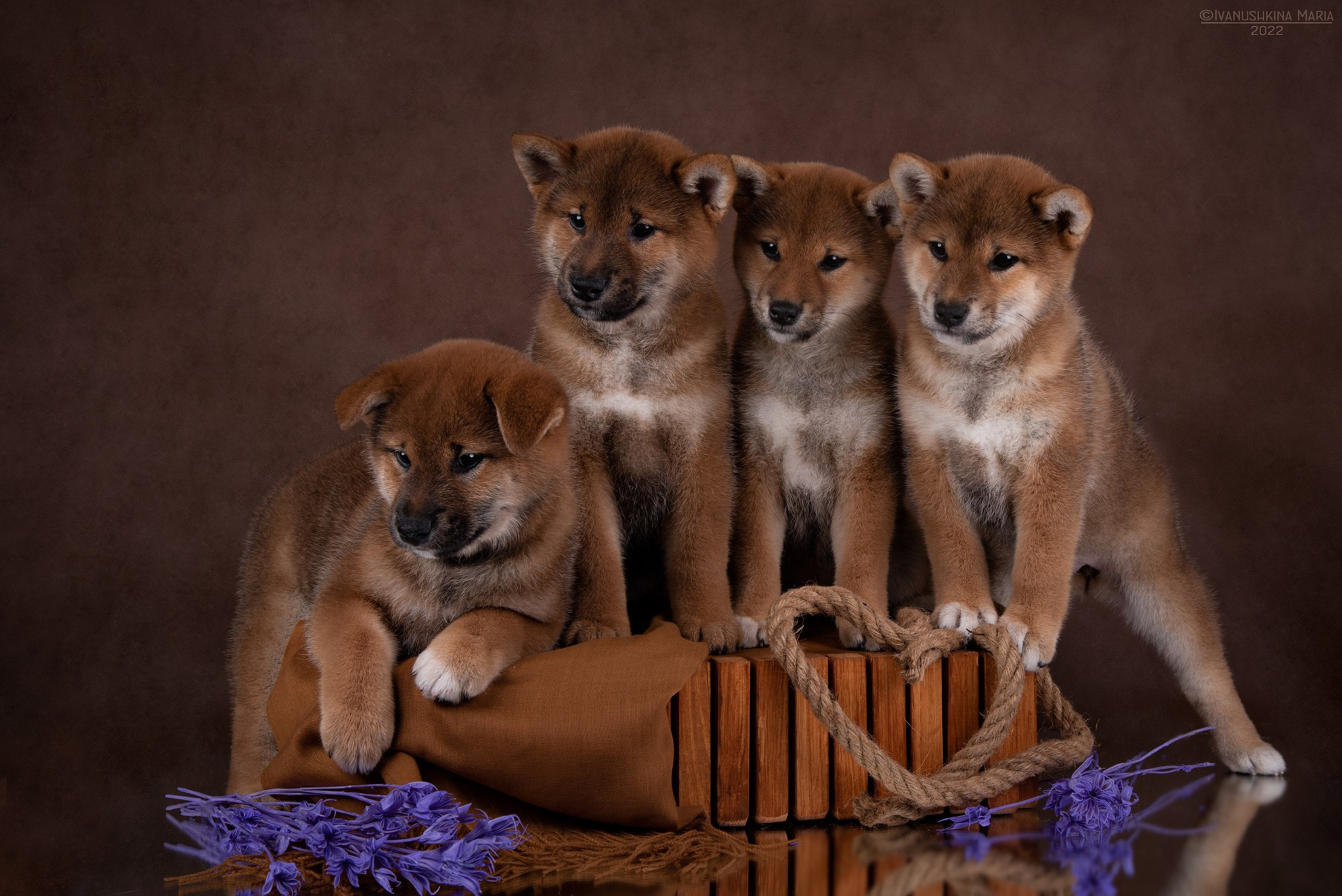 Фотосессия щенков на фонах. Фотограф собак в Москве и Московской области Иванушкина Мария
