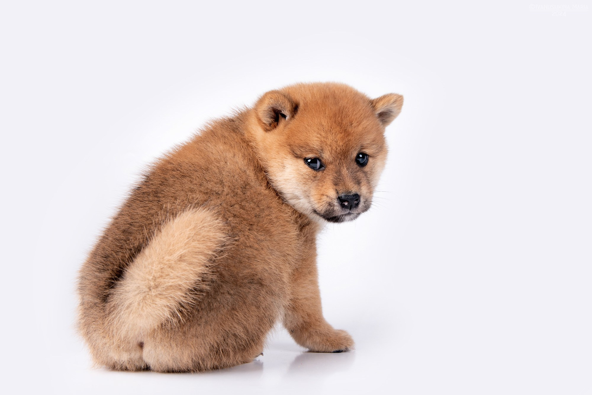 Фотосессия щенков на фонах. Фотограф собак в Москве и Московской области Иванушкина Мария