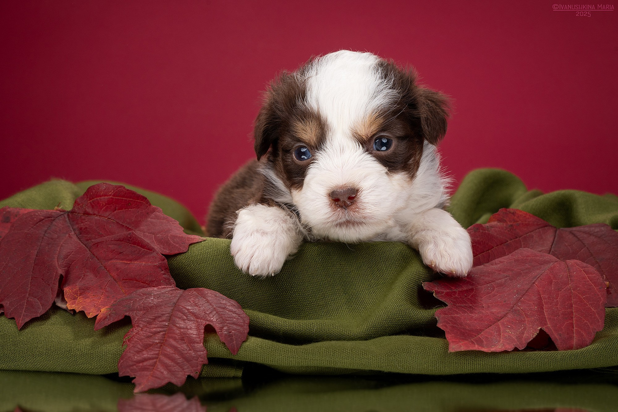 Фотосессия щенков на фонах. Фотограф собак в Москве и Московской области Иванушкина Мария