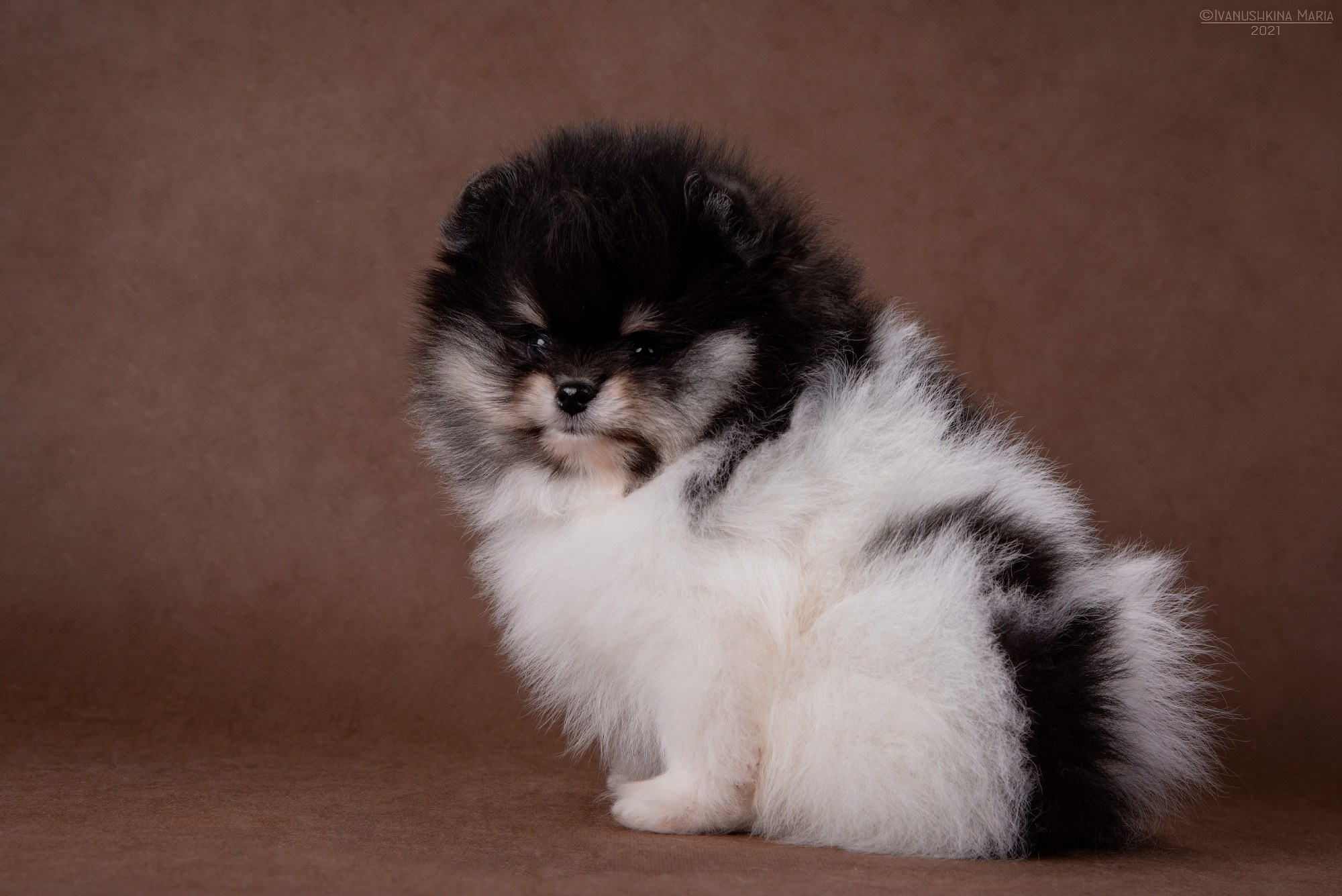 Фотосессия щенков на фонах. Фотограф собак в Москве и Московской области Иванушкина Мария