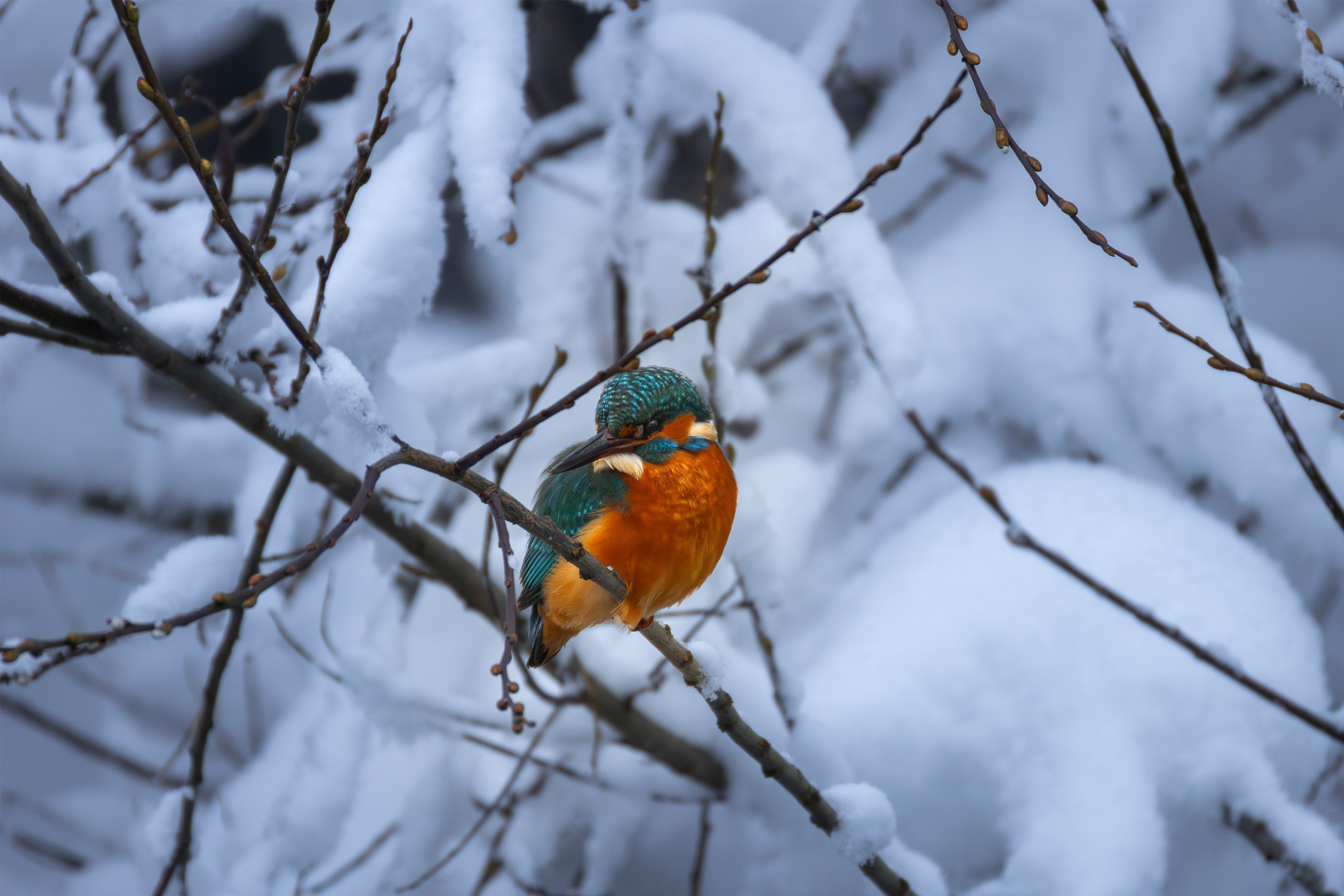 Фотограф дикой природы Роман Исаенков