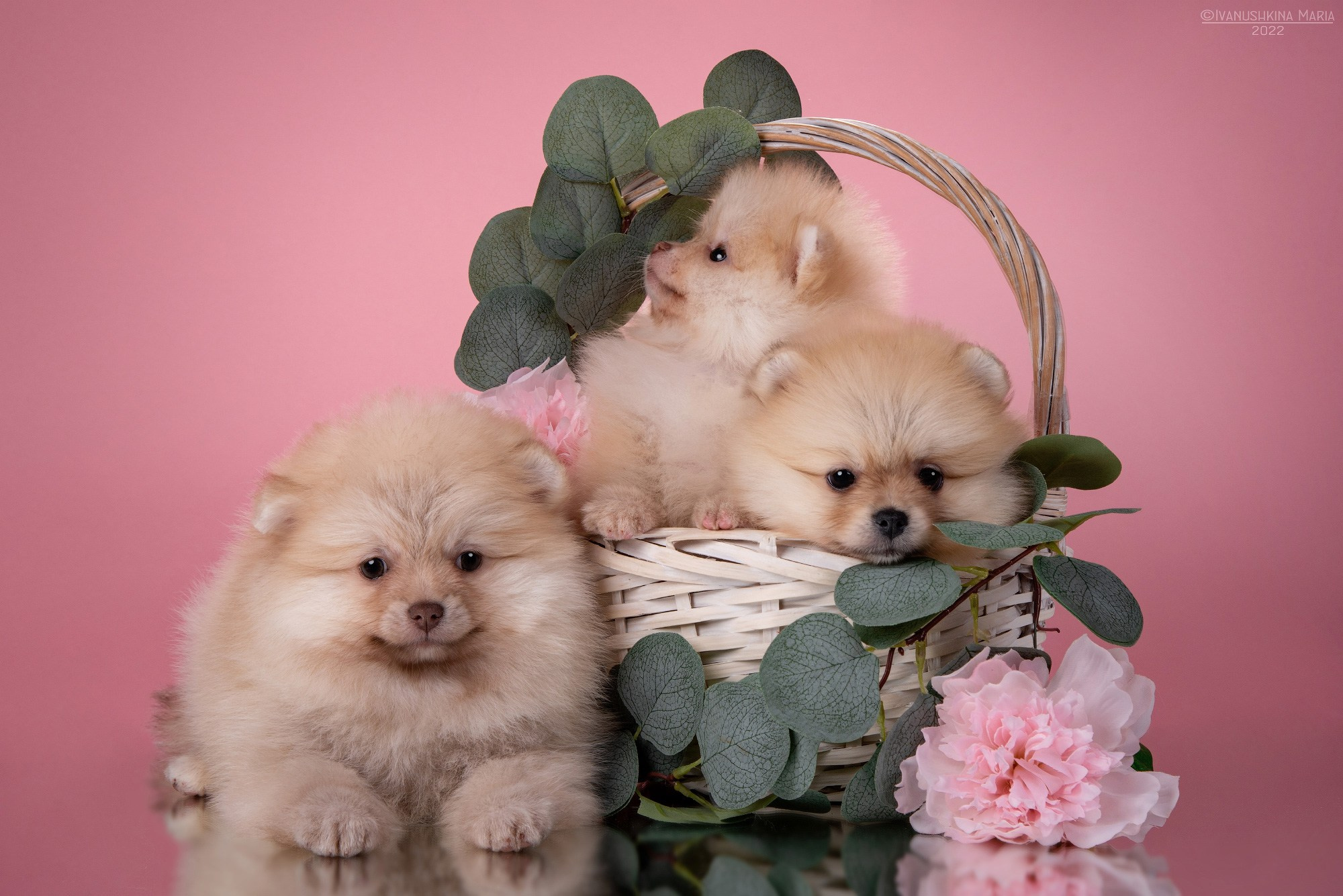 Фотосессия щенков на фонах. Фотограф собак в Москве и Московской области Иванушкина Мария