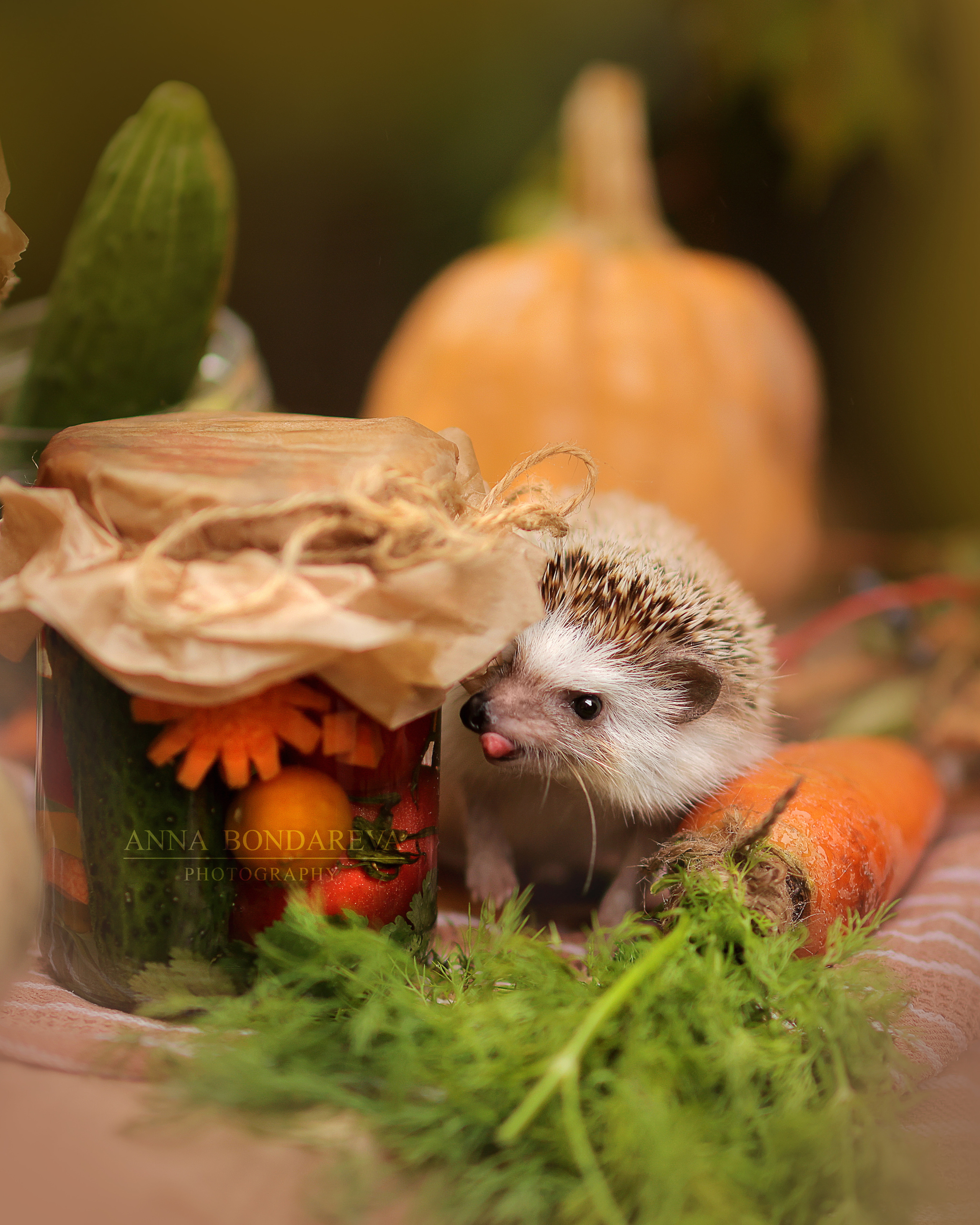 Гномик. Анна Бондарева — детский и семейный фотограф, обучение фотографии. Кавказские Минеральные Воды, Пятигорск