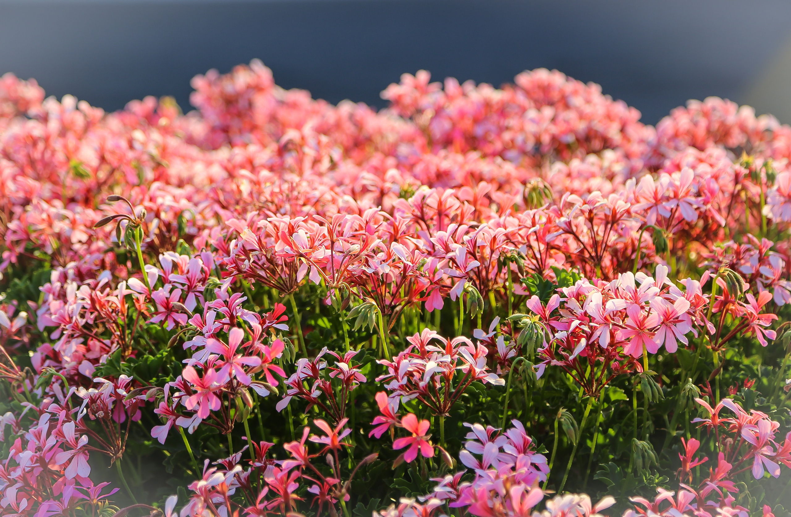 Израиль: «Под небом голубым есть город золотой…». Дарья Письменюк / Darya Leitstern — фотограф, музыкант, журналист, путешественник