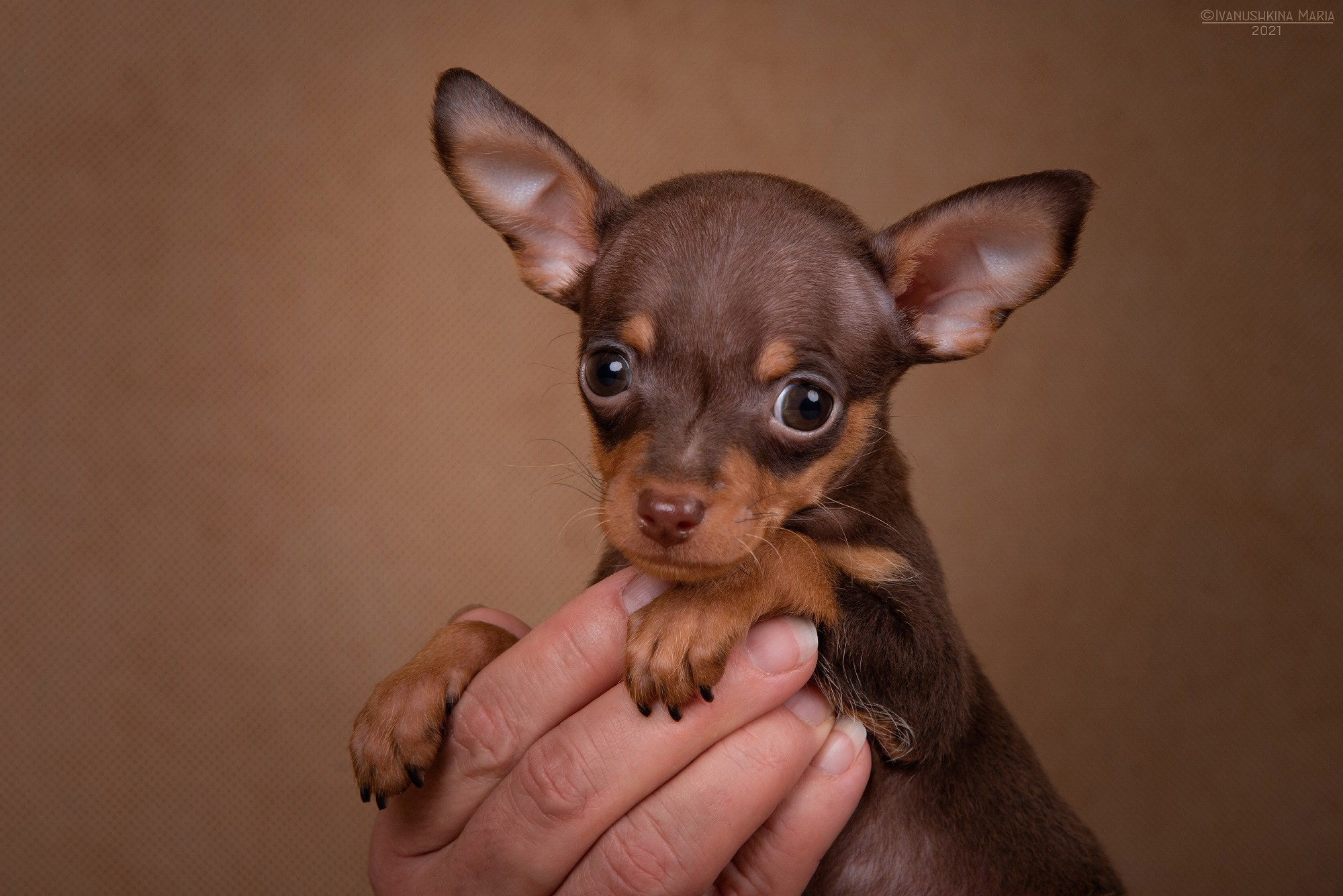 щенок той терьер