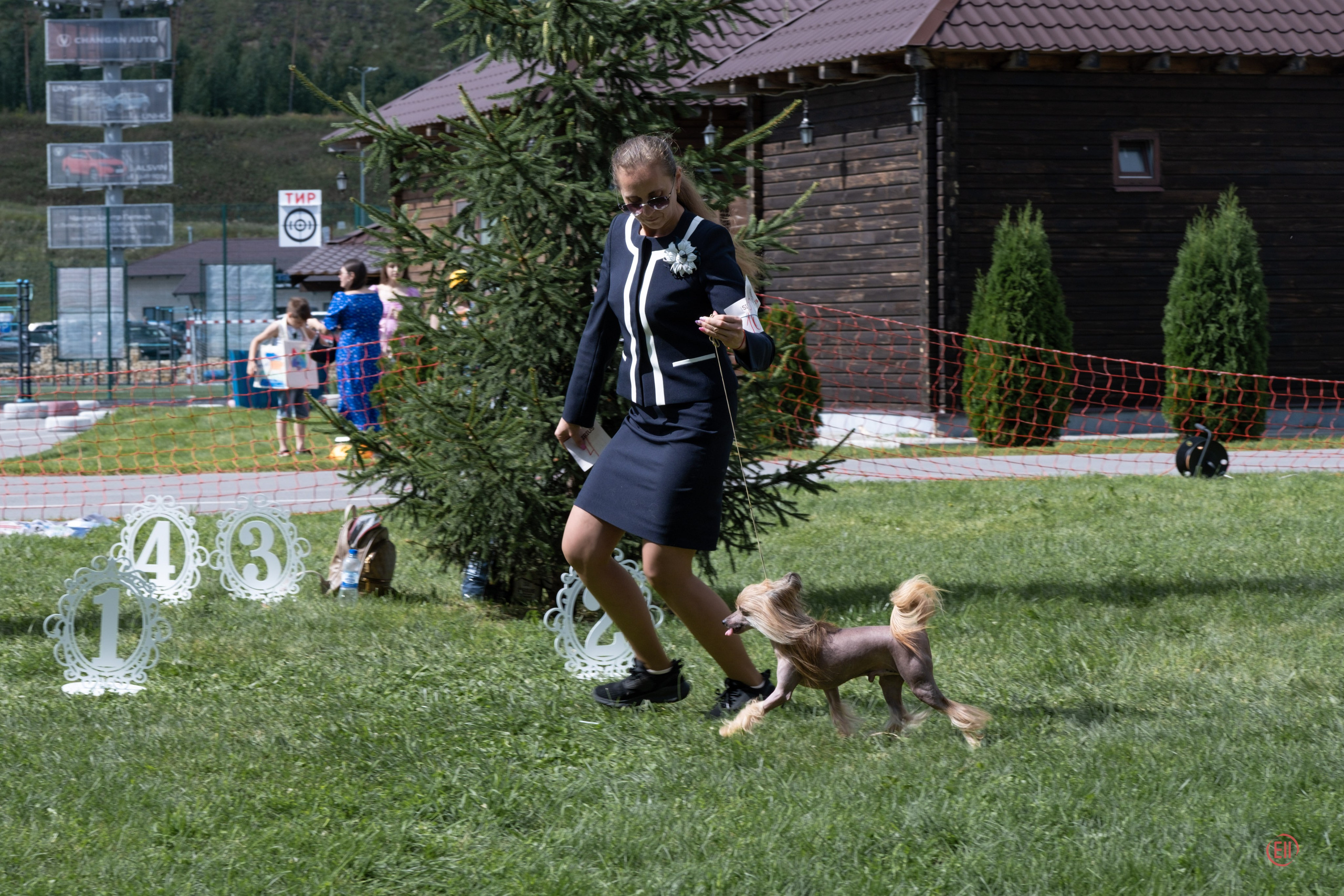 Липецк. Выставка собак. Питомник китайских хохлатых собак Poale Ell: купить щенка