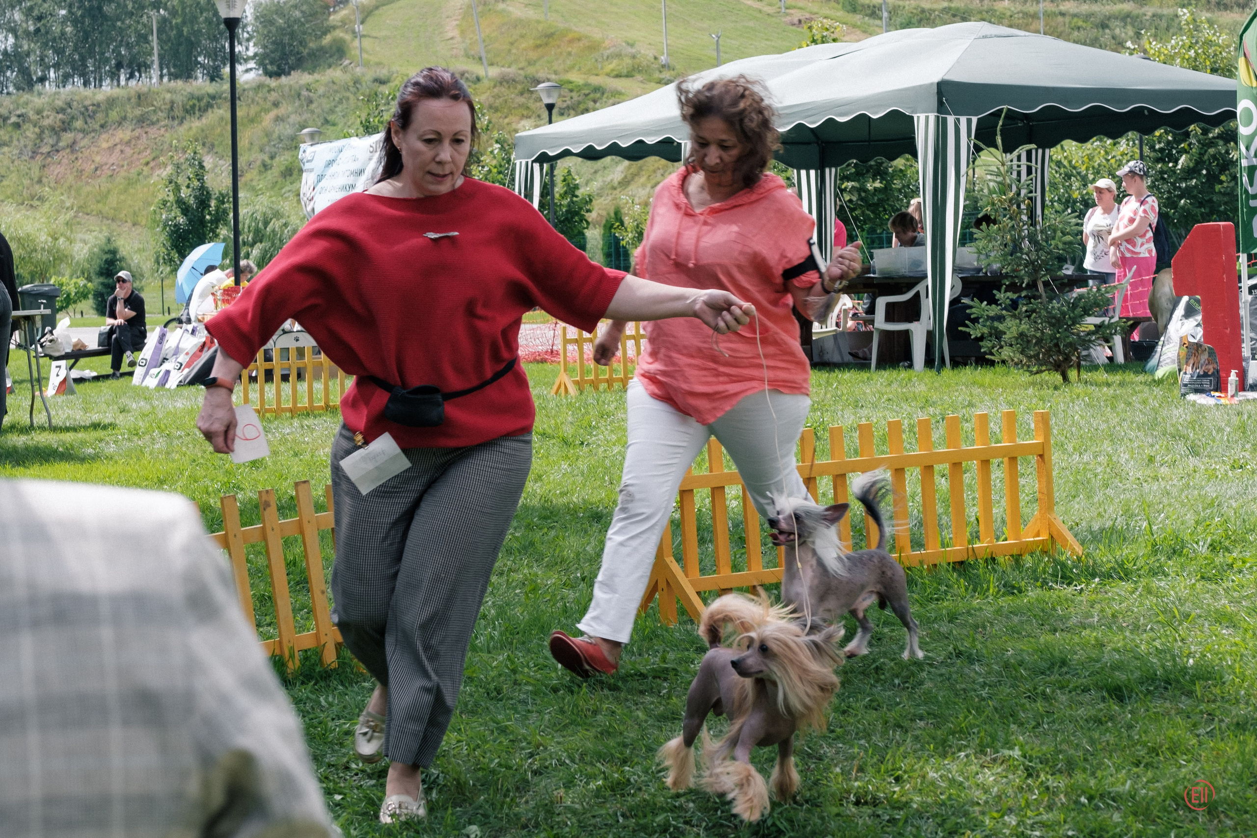 Липецк. Выставка собак. Питомник китайских хохлатых собак Poale Ell: купить щенка