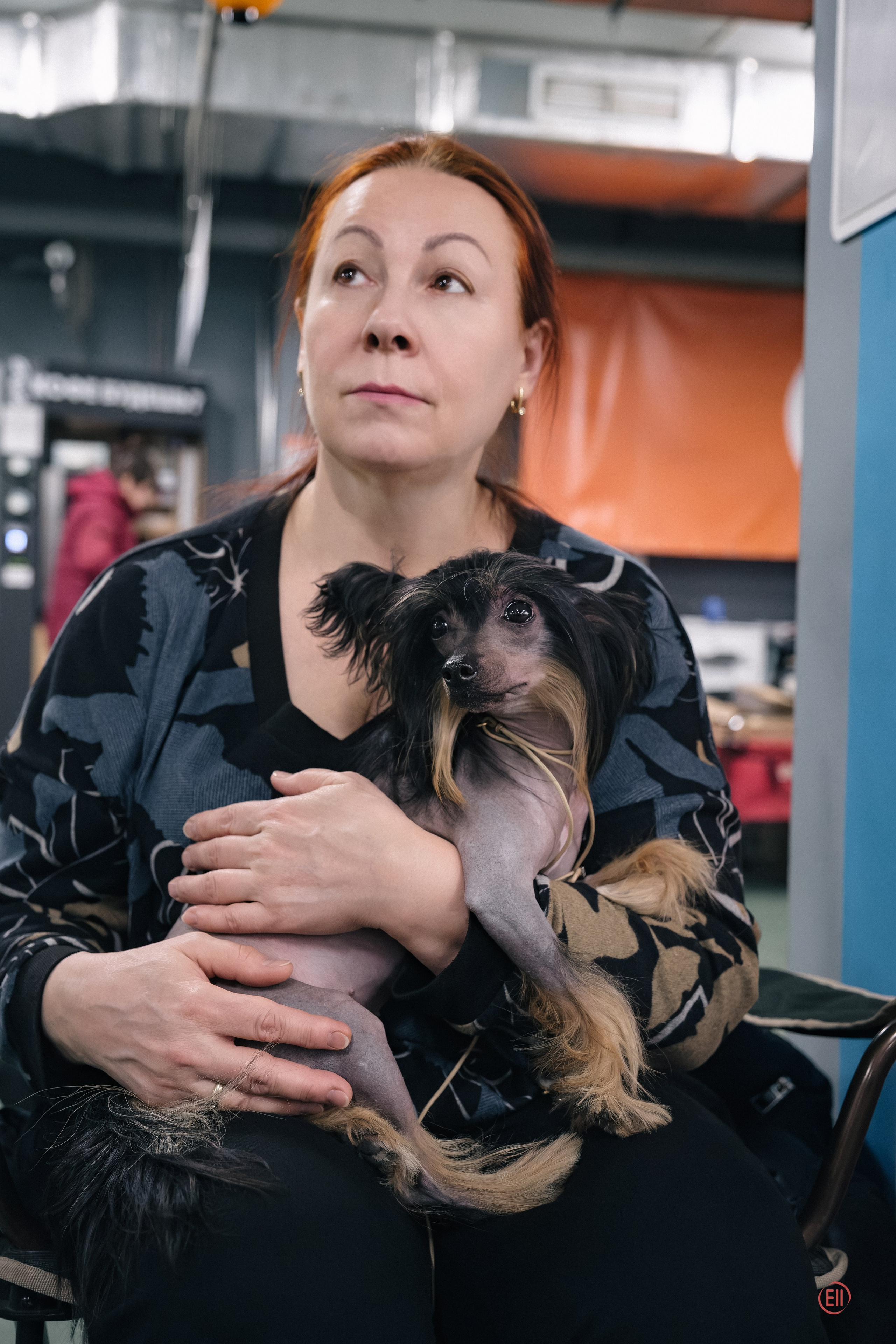 Poale Ell Victoriya — Junior Champion of Russia!. Chinese Crested Dog Kennel Poale Ell