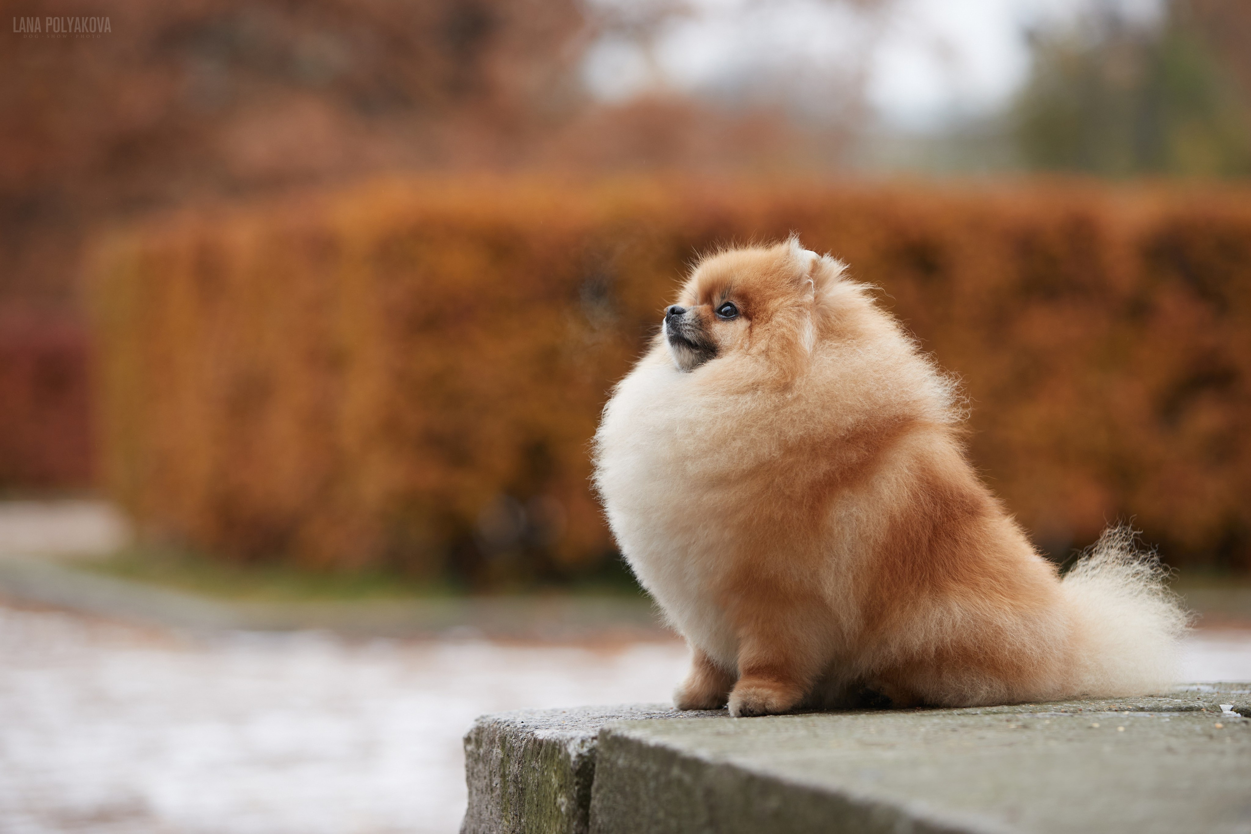 ВЫЕЗДНЫЕ ФОТОСЕССИИ СОБАК. ФОТОГРАФ-АНИМАЛИСТ l LANA POLYAKOVA