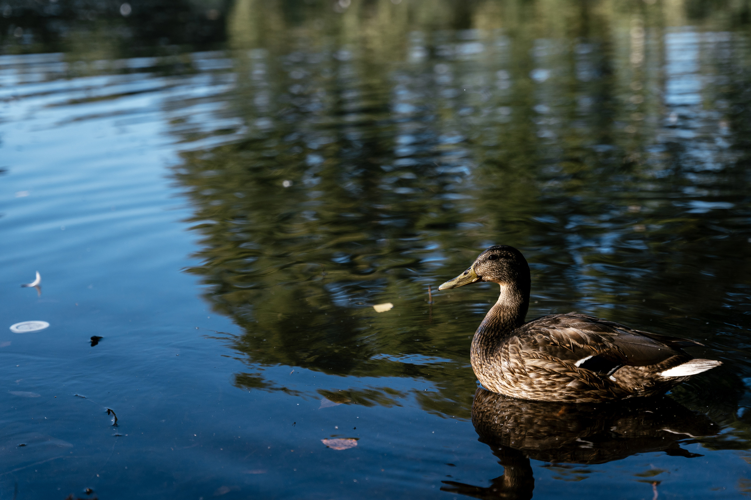 24.08.2021. Фотограф Томск, Новосибирск Влад Свириденко