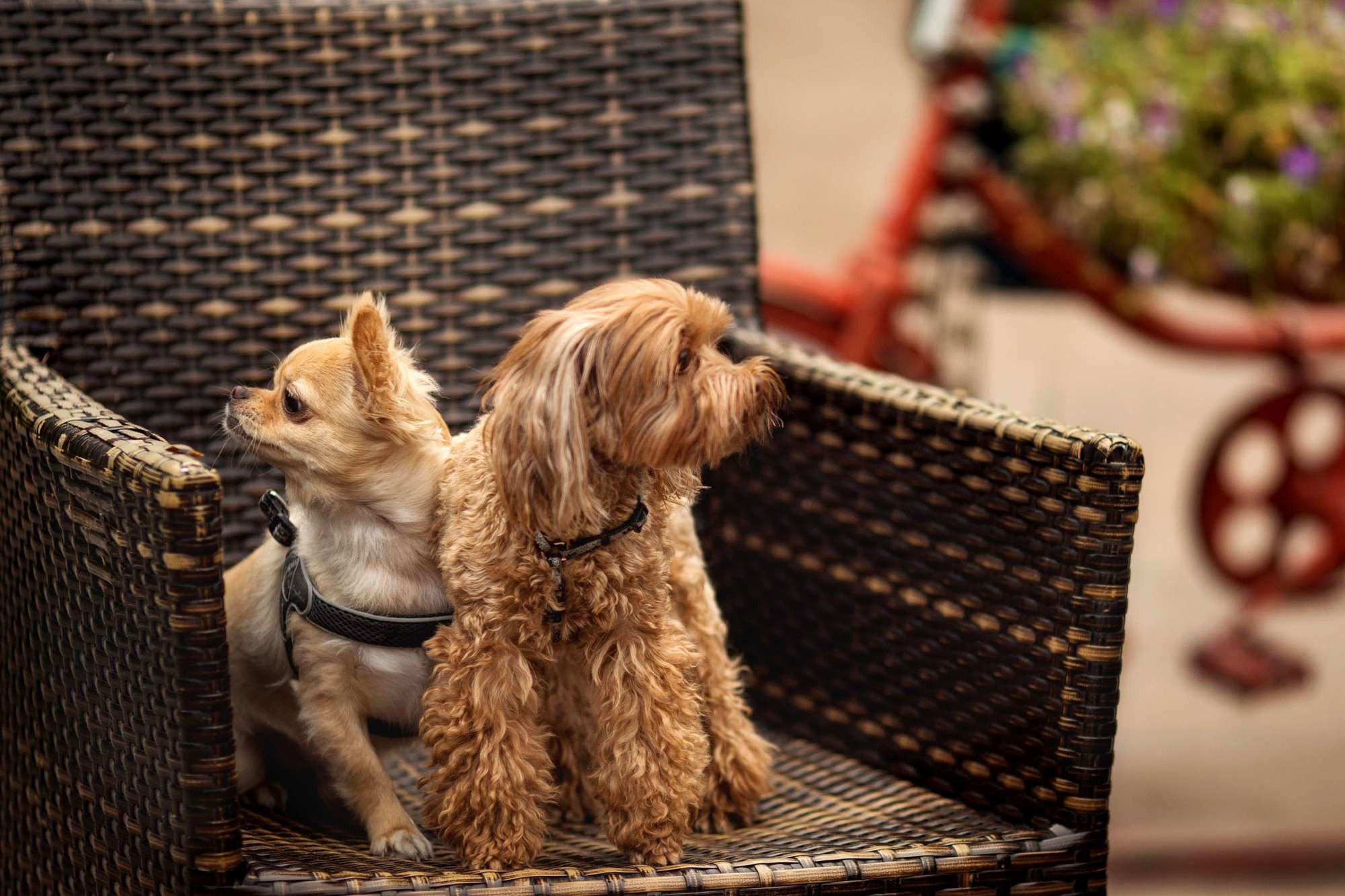 Мохнатые друзья. Фотограф СПб Юлия Ерошевская, предметный фотограф