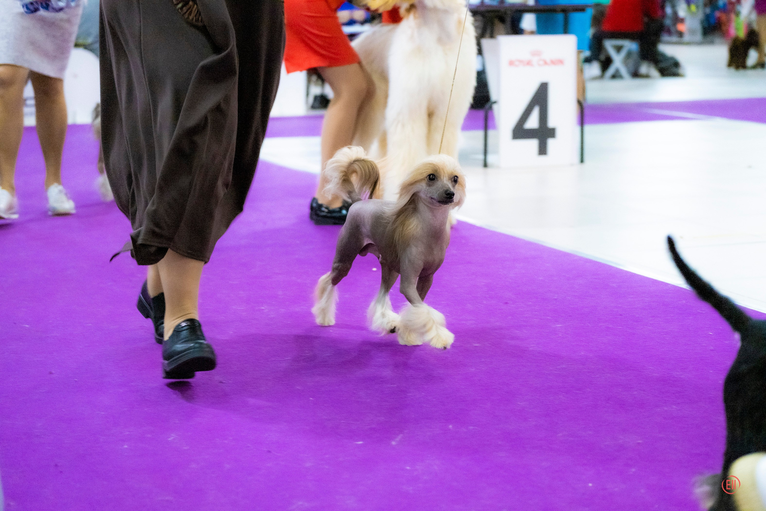 Poale Ell Cooper. Chinese Crested Dog Kennel Poale Ell