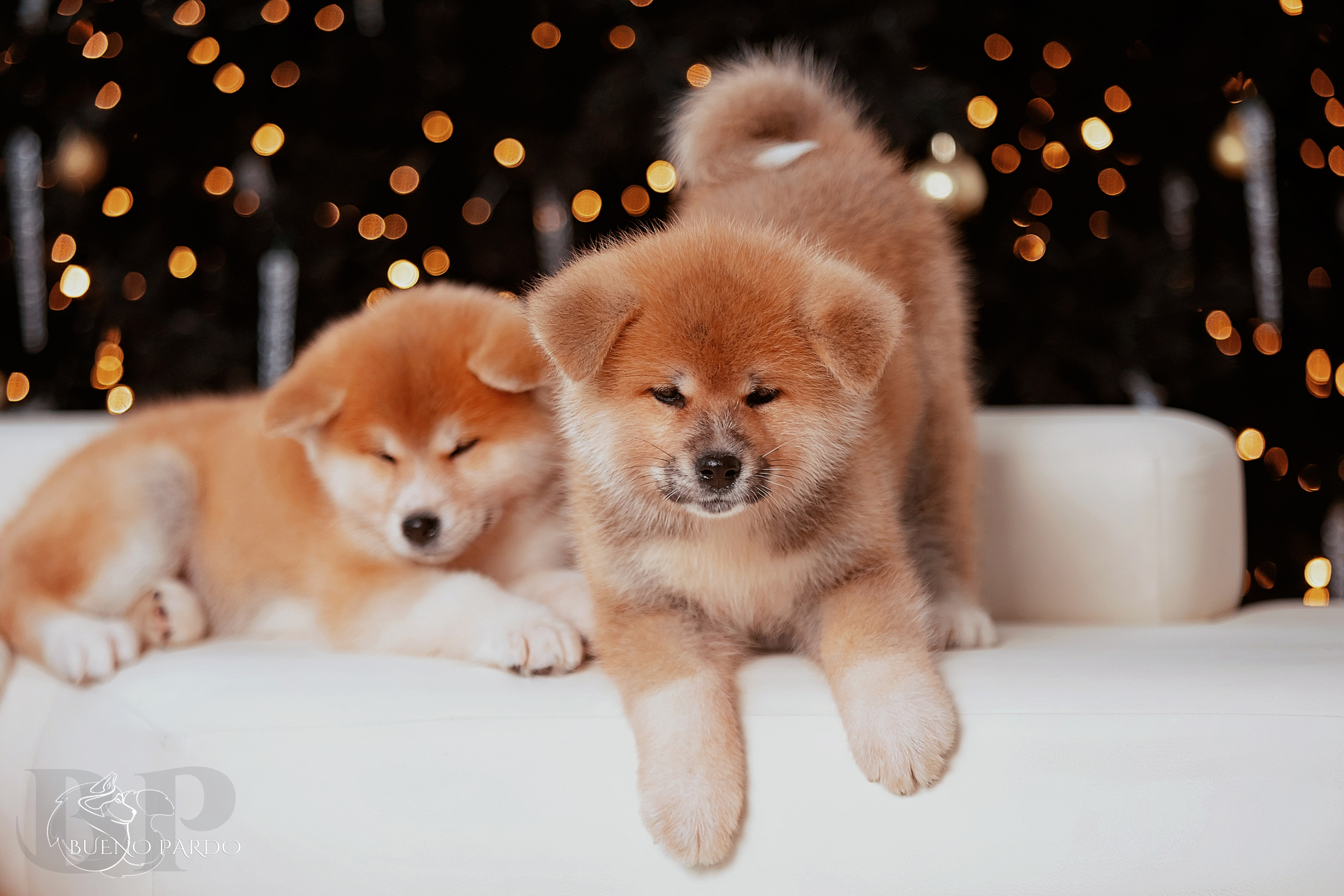 Щенки японской акита ину из питомника. Питомник собак Акита, Хаски, Корги