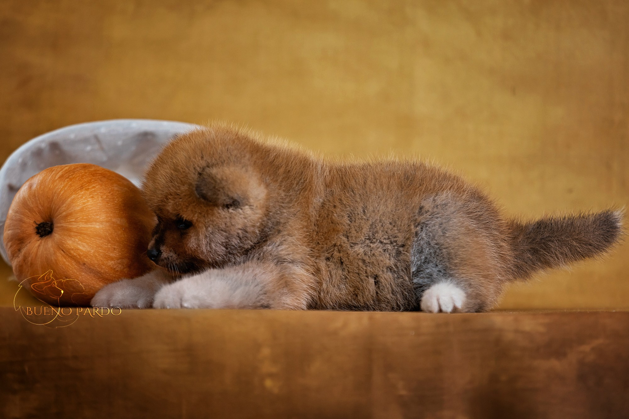 Щенки японской акита ину из питомника. Питомник собак Акита, Хаски, Корги