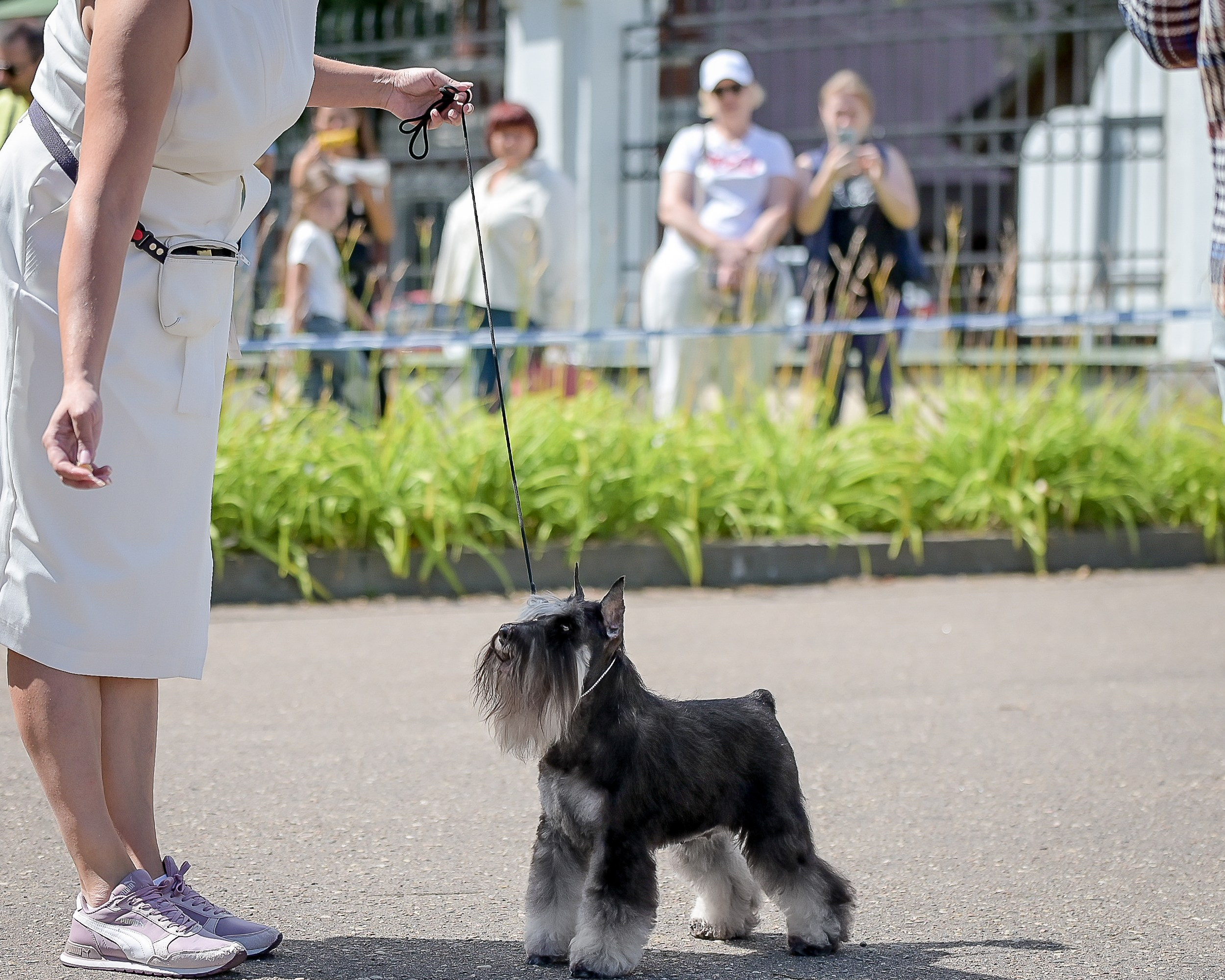 #Делинсо Бэлэнс #delinsobalance #цвергшнауцер #питомникцвергшнауцеров #цвергшнауцерыбеларуси