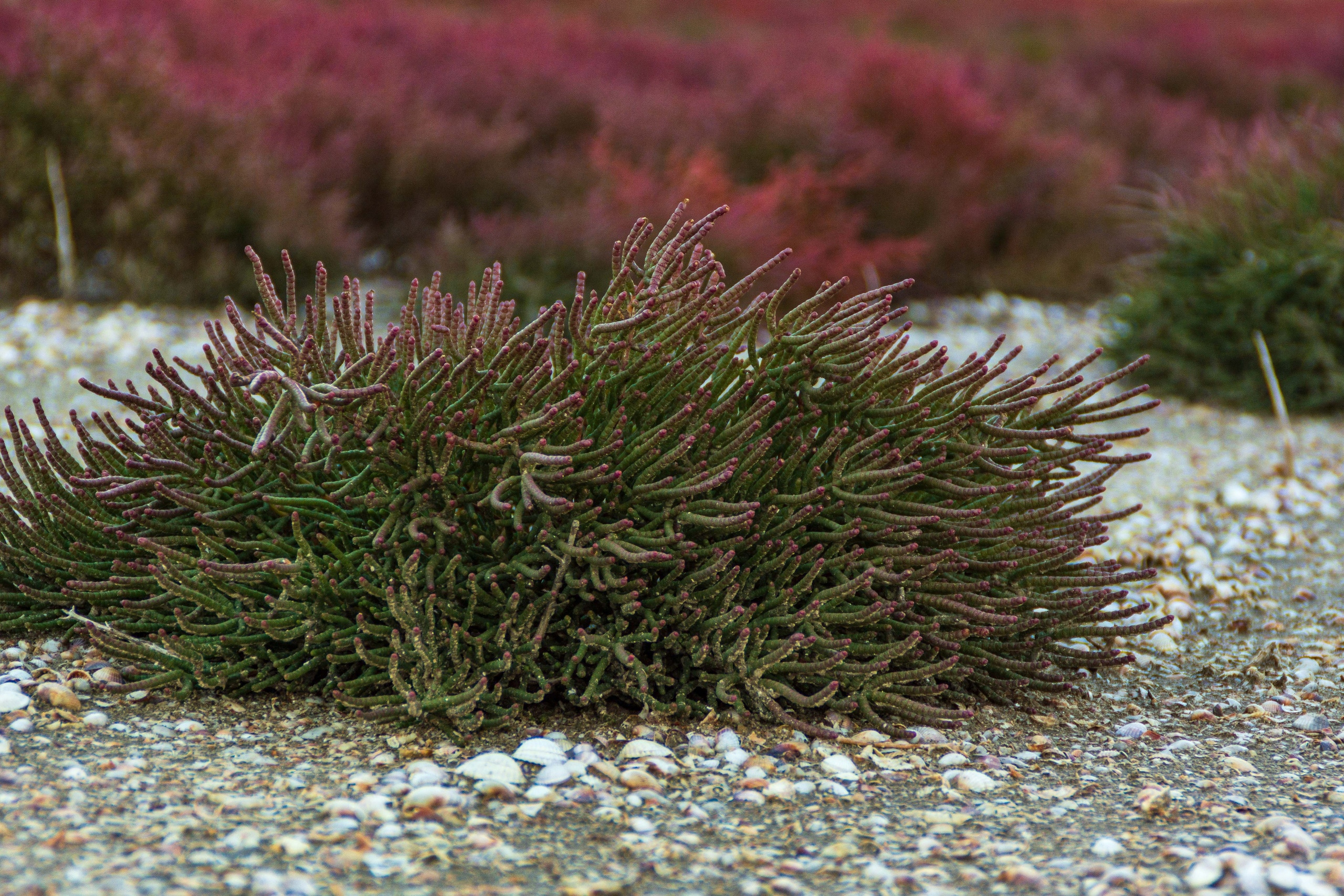 Марсианское поле. Елена Волкова семейный фотограф в станице Гостагаевской города-курорта Анапа