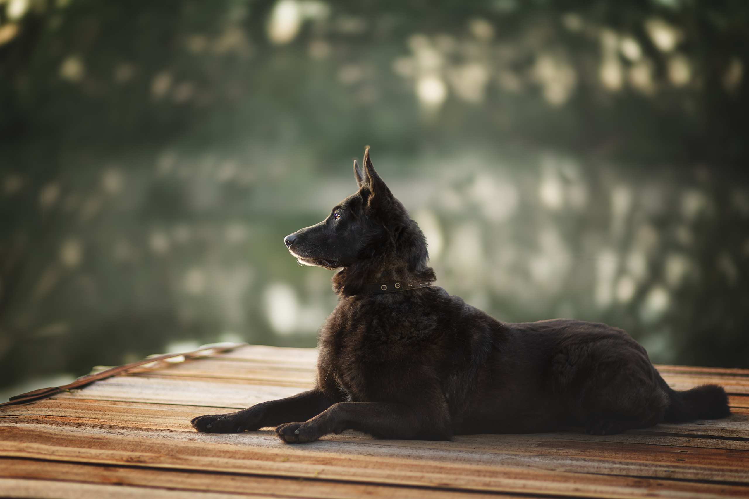 ИЩУТ ДОМ. Фотограф-анималист в Москве и Подмосковье