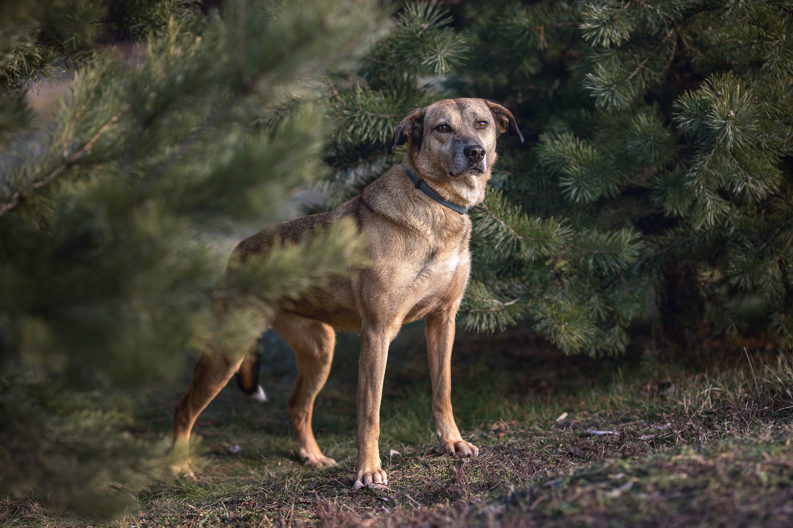 ИЩУТ ДОМ. Фотограф-анималист в Москве и Подмосковье