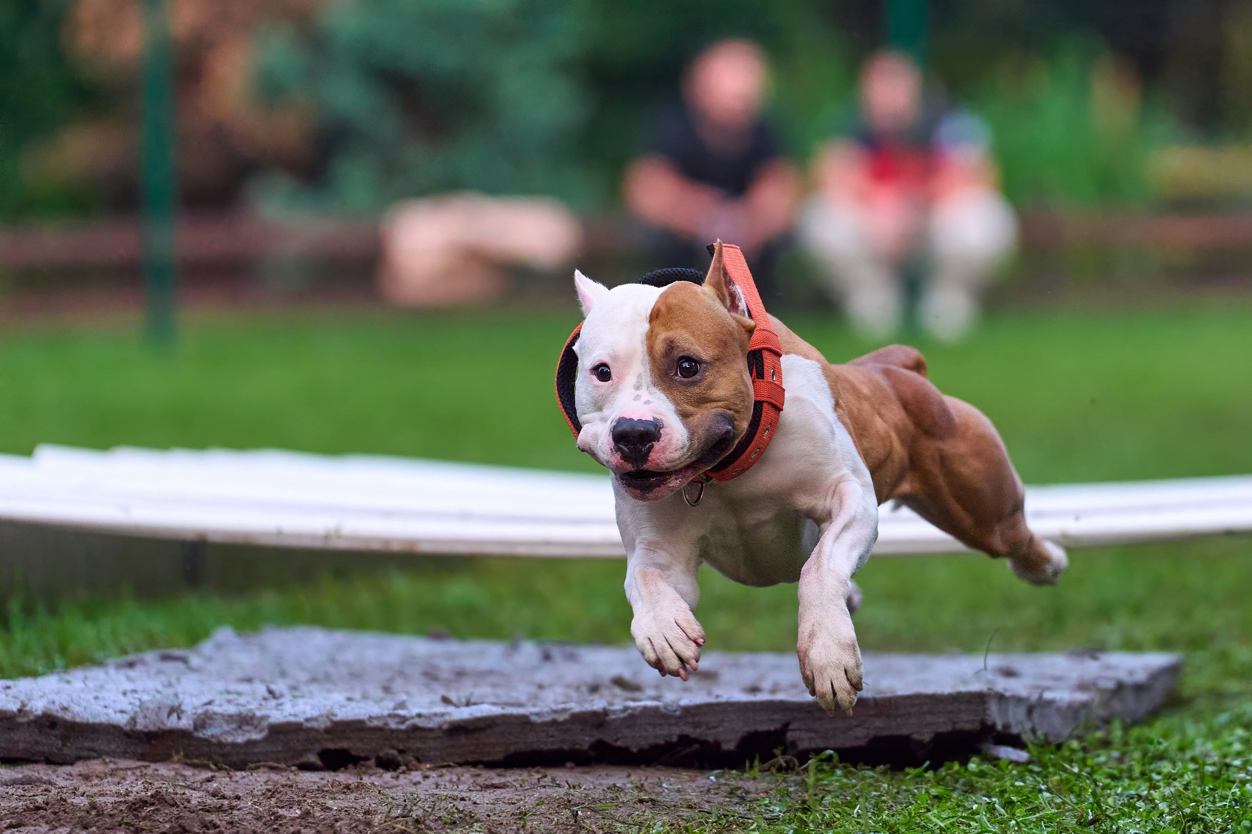 Jump'n'Gym JUMP! — 2024. Фотограф-анималист Михаил Манухин
